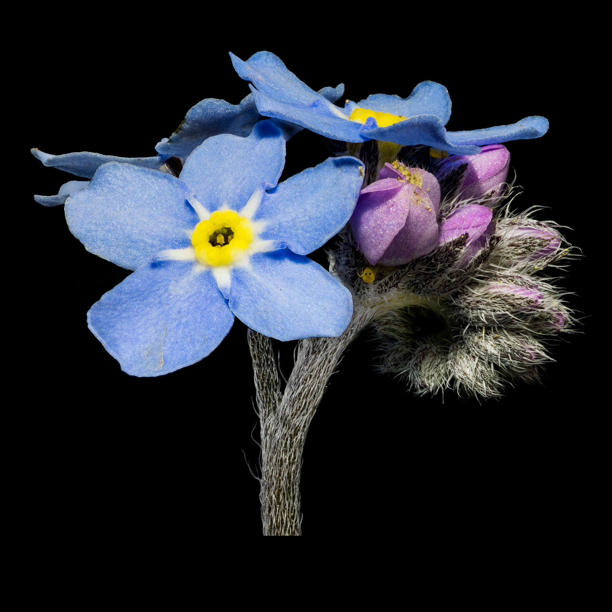 Forget-me-not