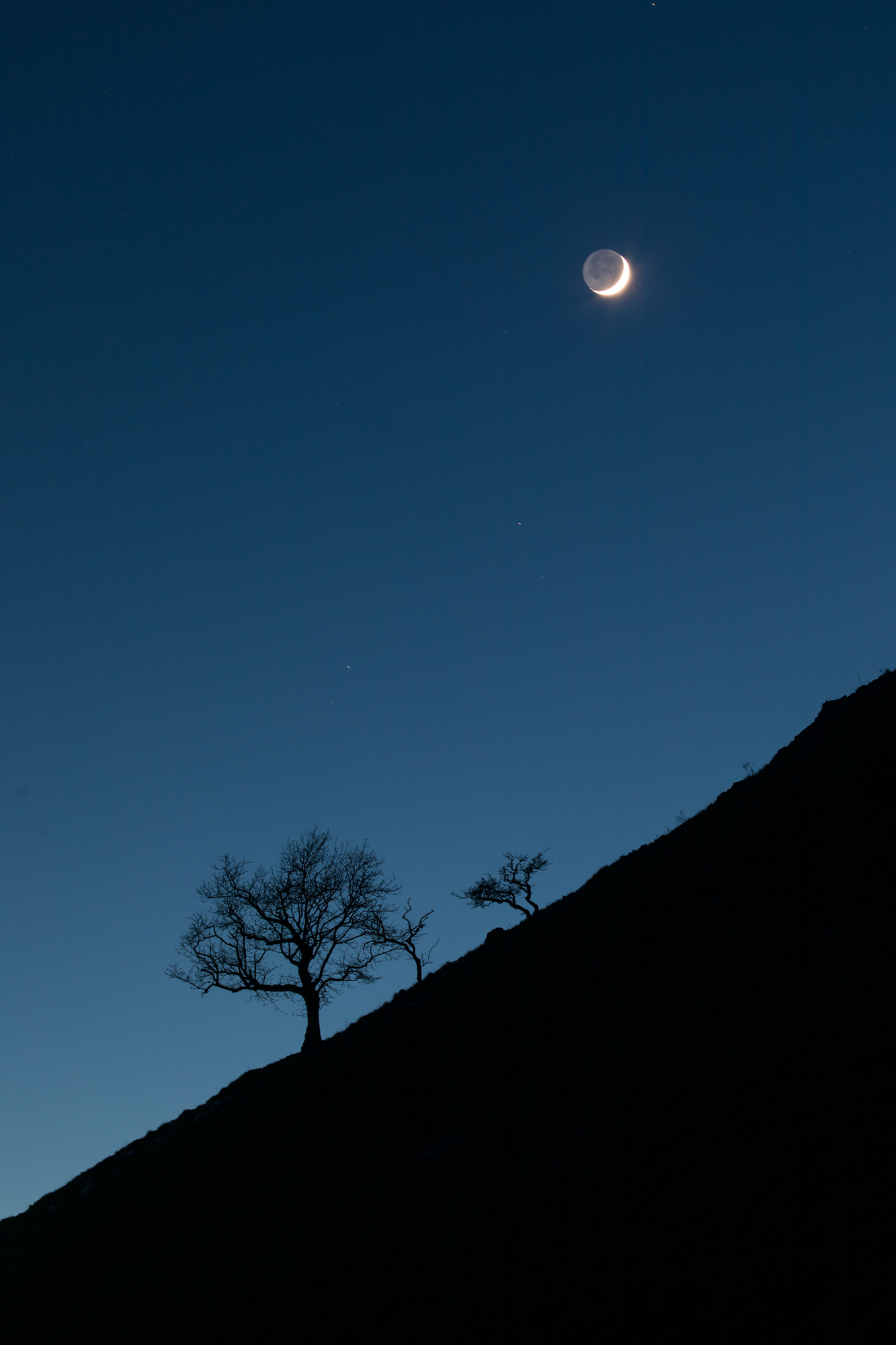 Moonrise over silhouetted trees