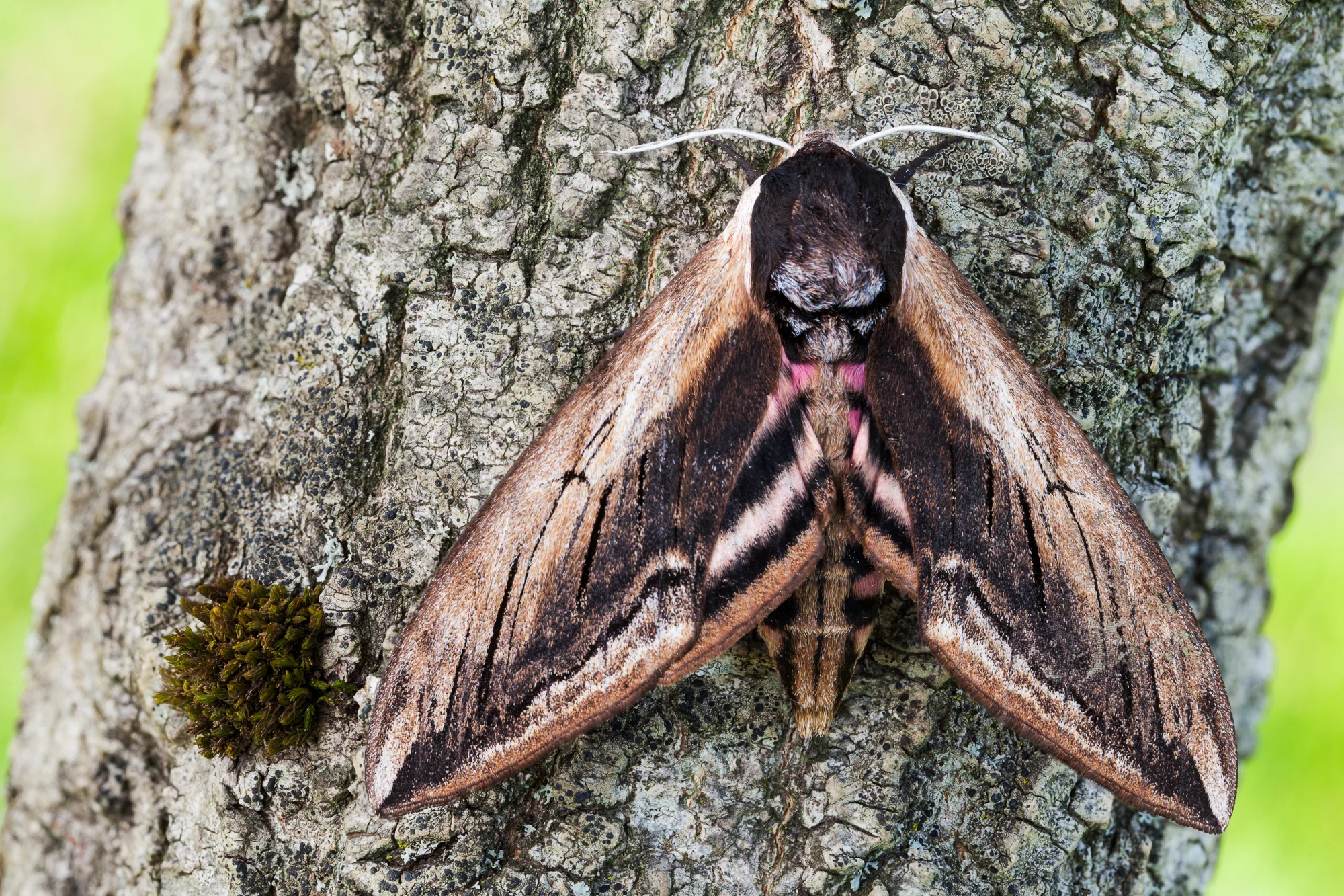 Privet Hawk moth or Sphinx ligustri