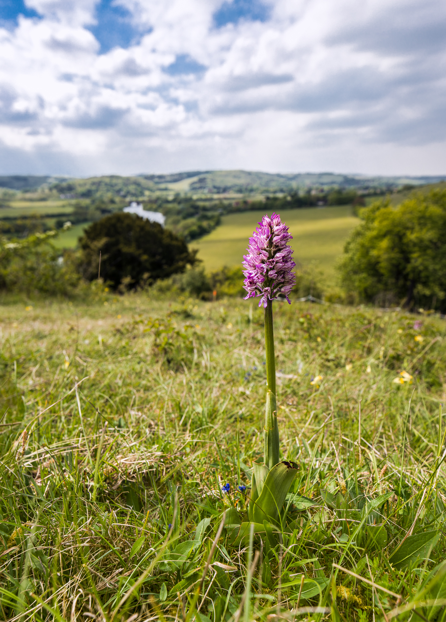 Monkey/Lady Orchid hybrid or Orchis x angusticruris