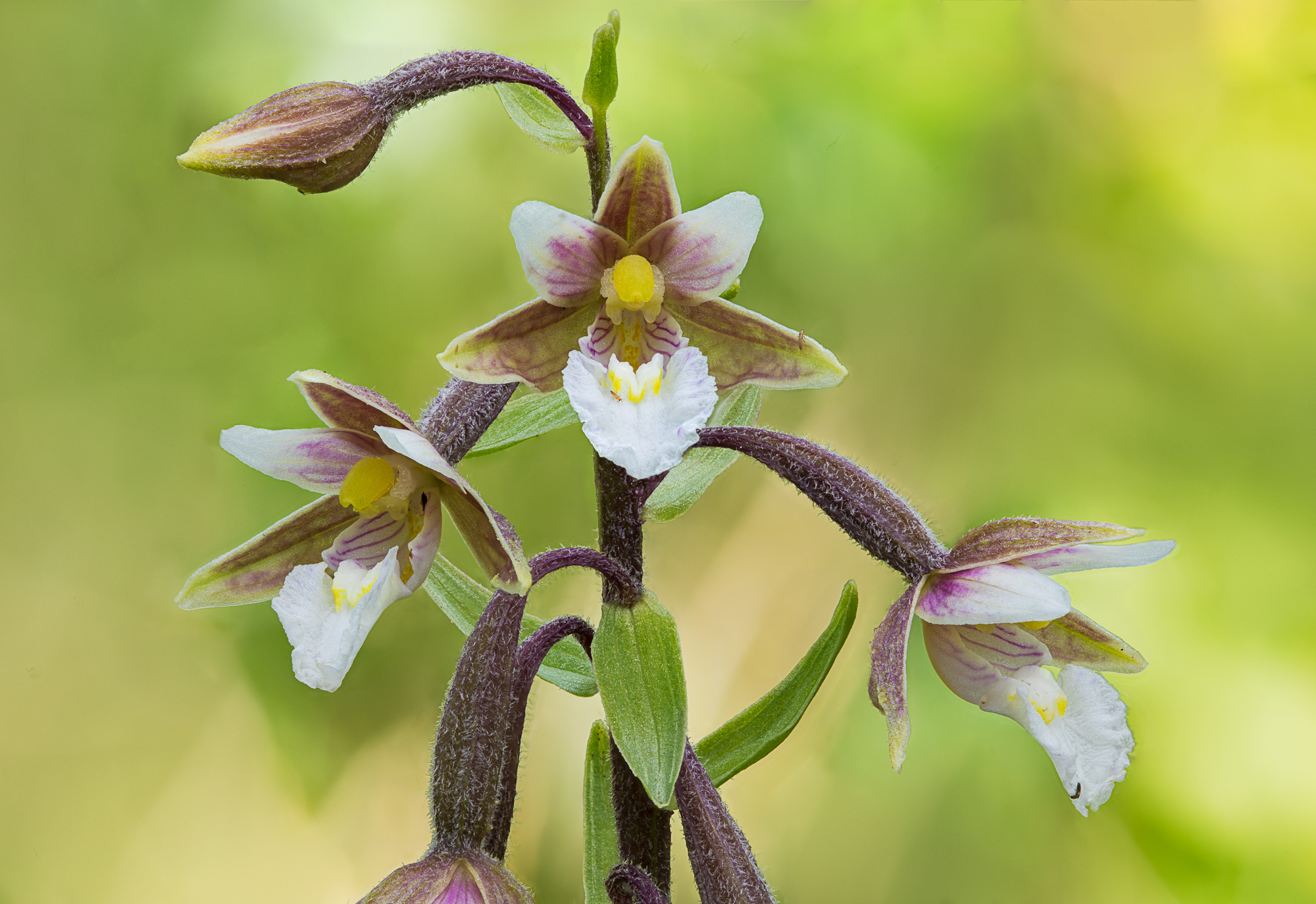Marsh Helliborine or Epipactis palustris