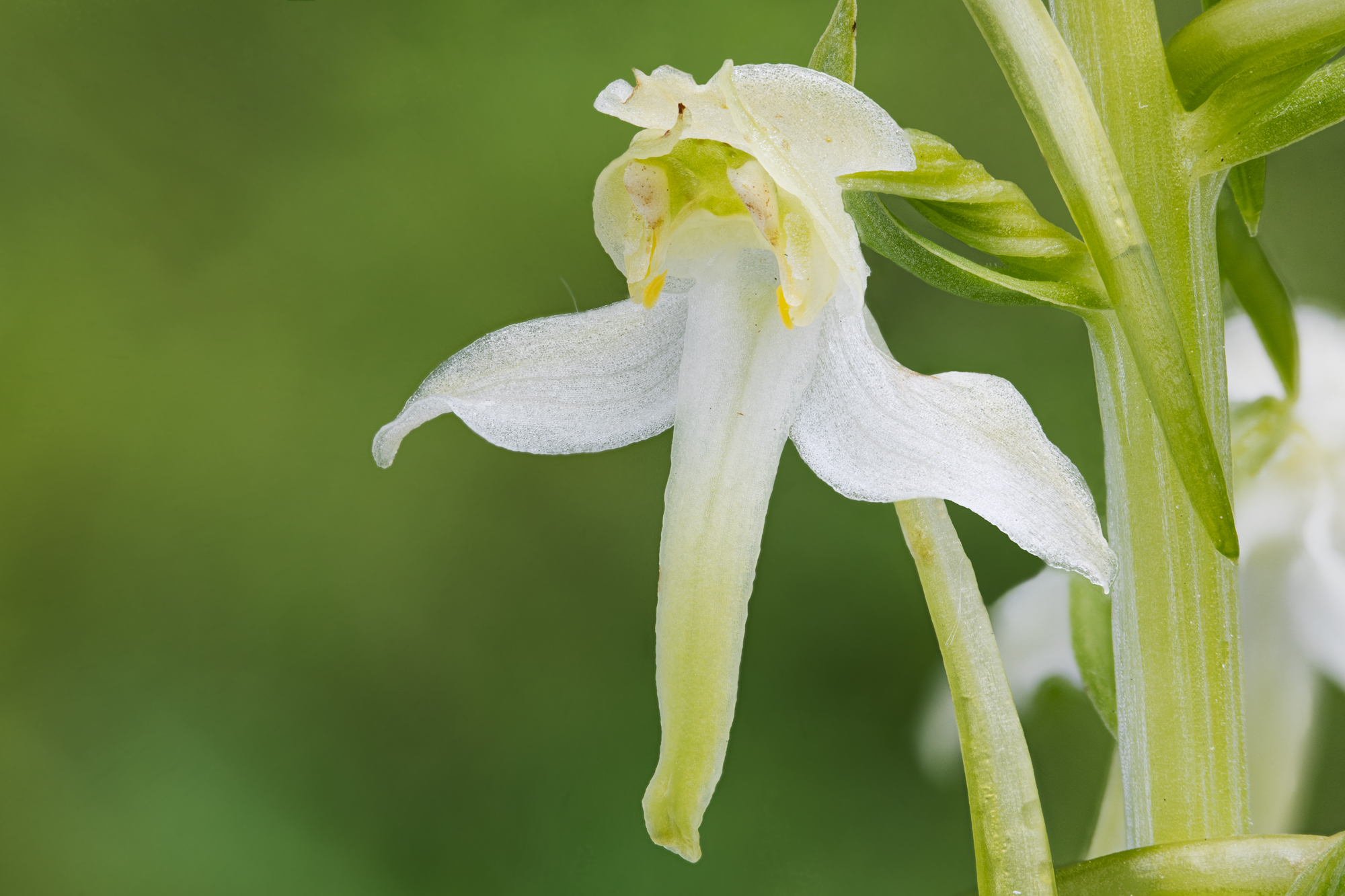 Greater Buttefly Orchid or Platanthera chlorantha