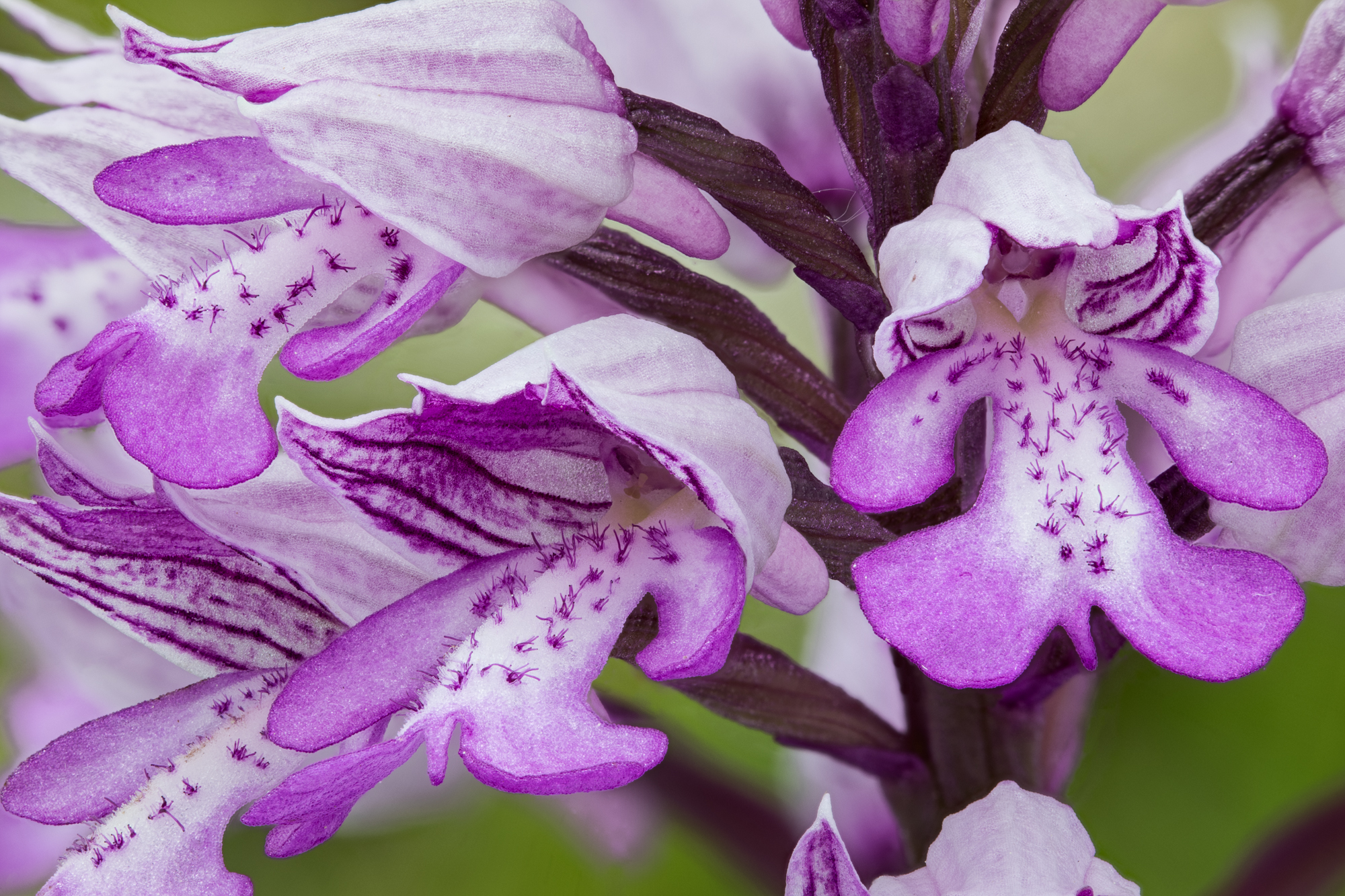 Military Orchid or Orchis militaris