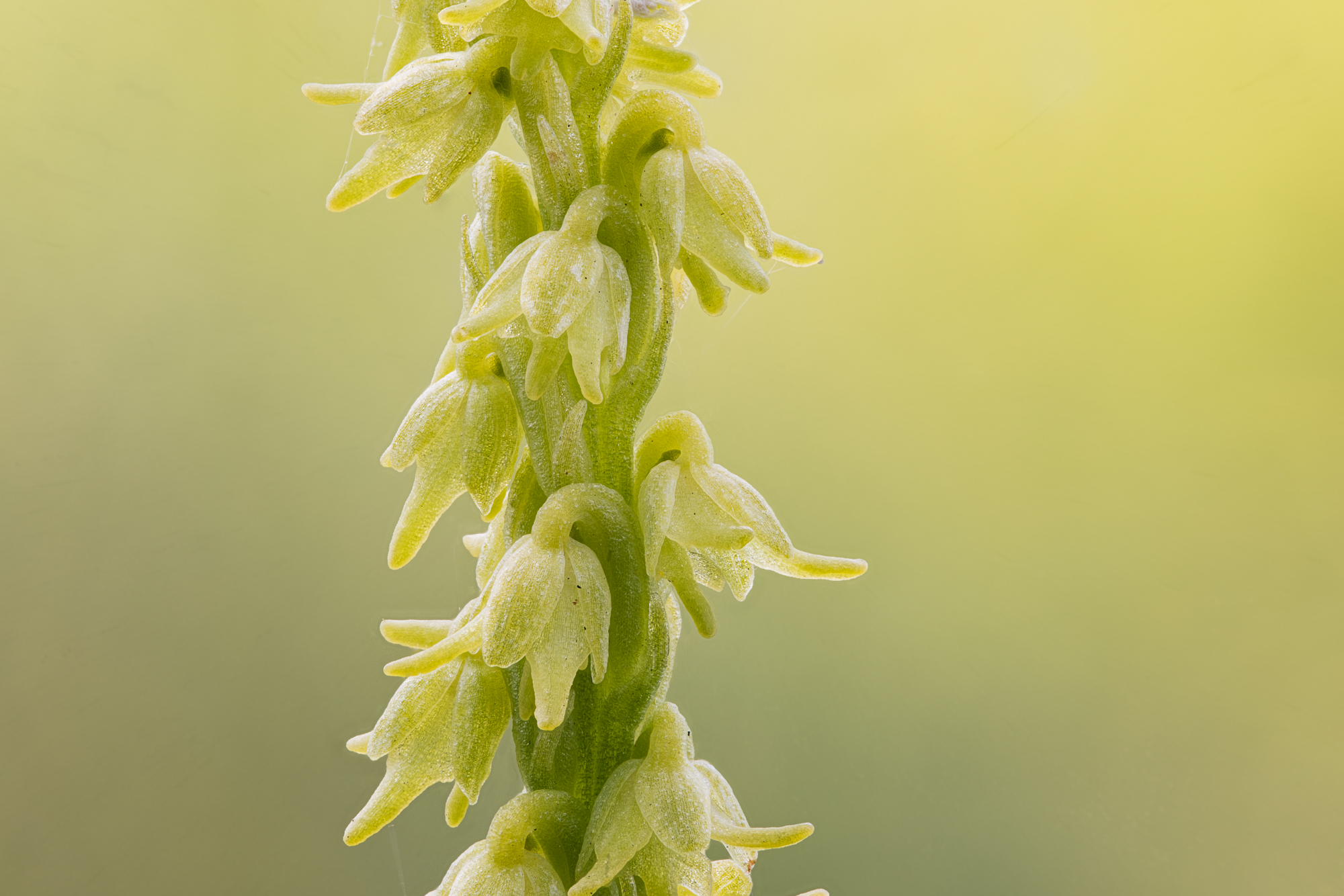 Musk Orchid or Herminium monorchis