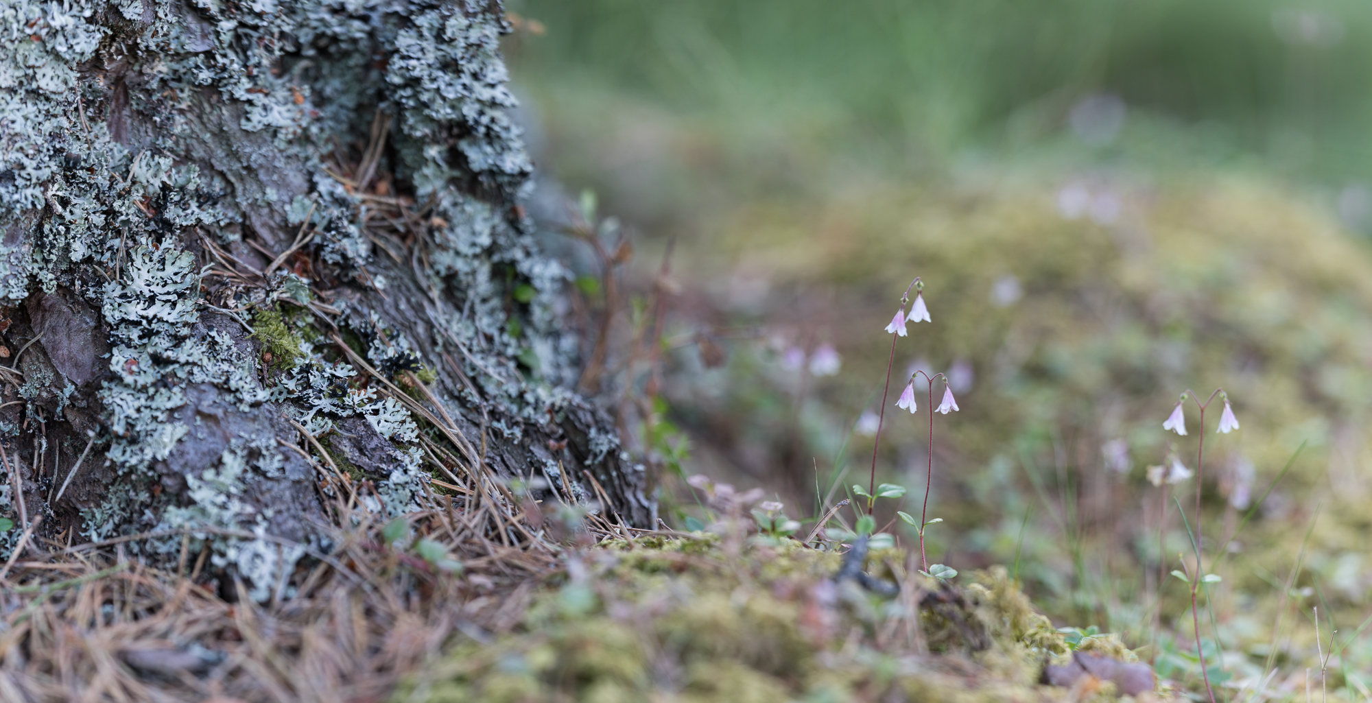 Twinflower or Linnaea borealis