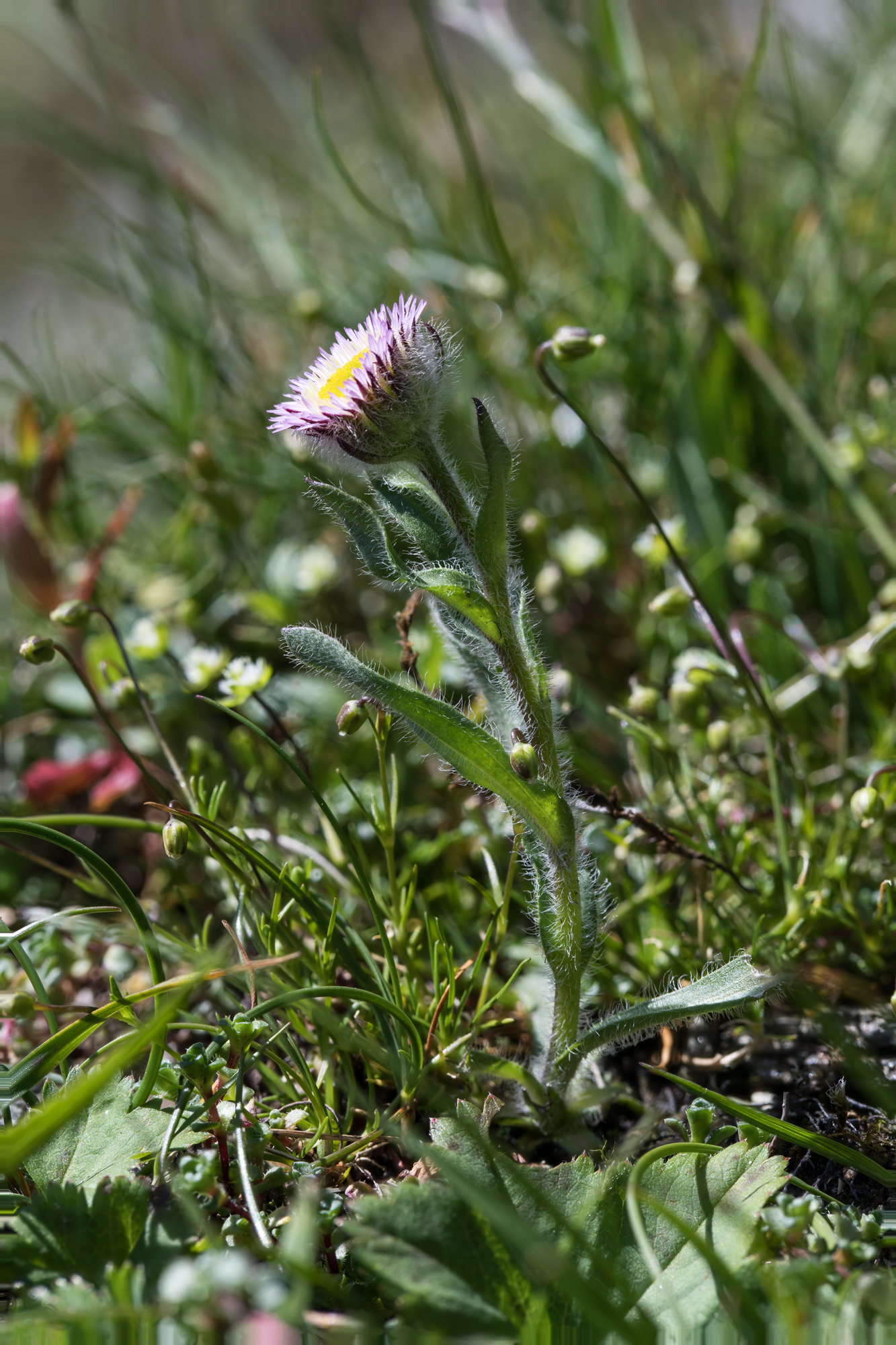 Alpine Fleabane or Erigeron borealis