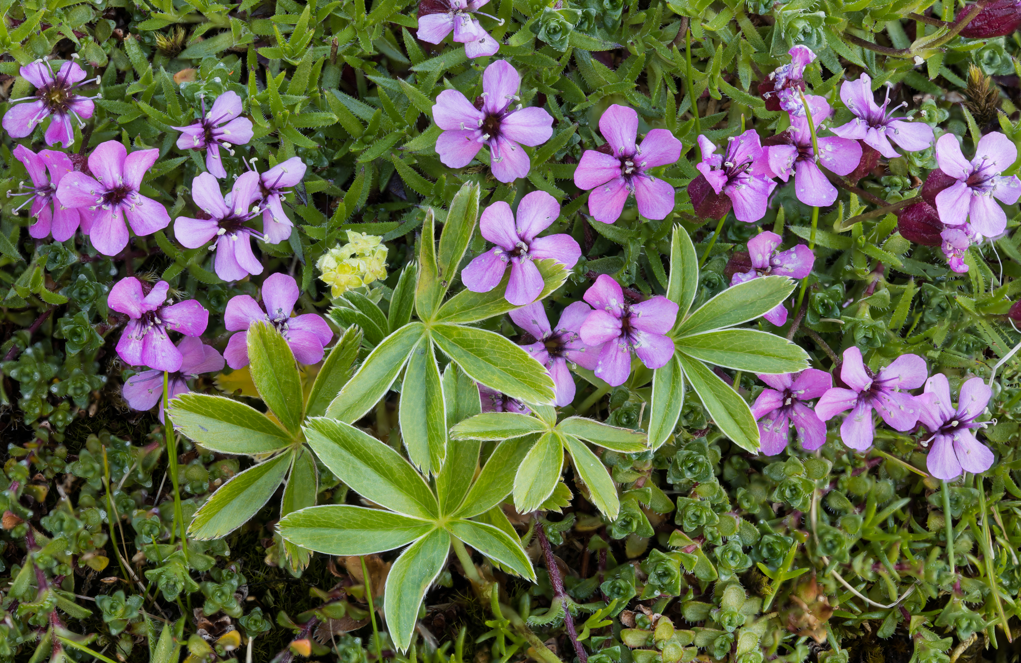 Mossy Cyphel or Minuartia sedoides with a bit of Alpine Lady's Mantle