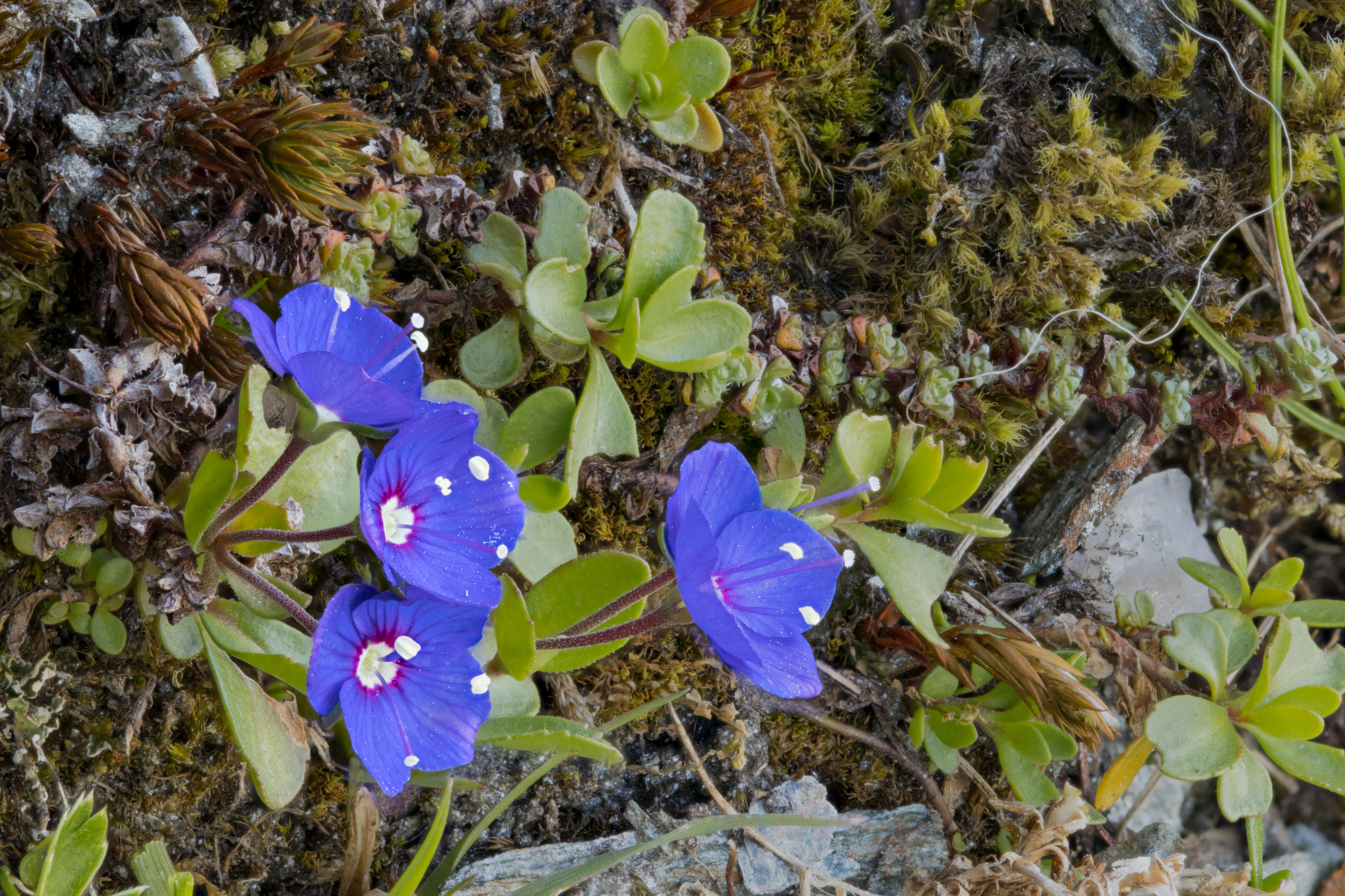 Rock Speedwell or Veronica fruticans