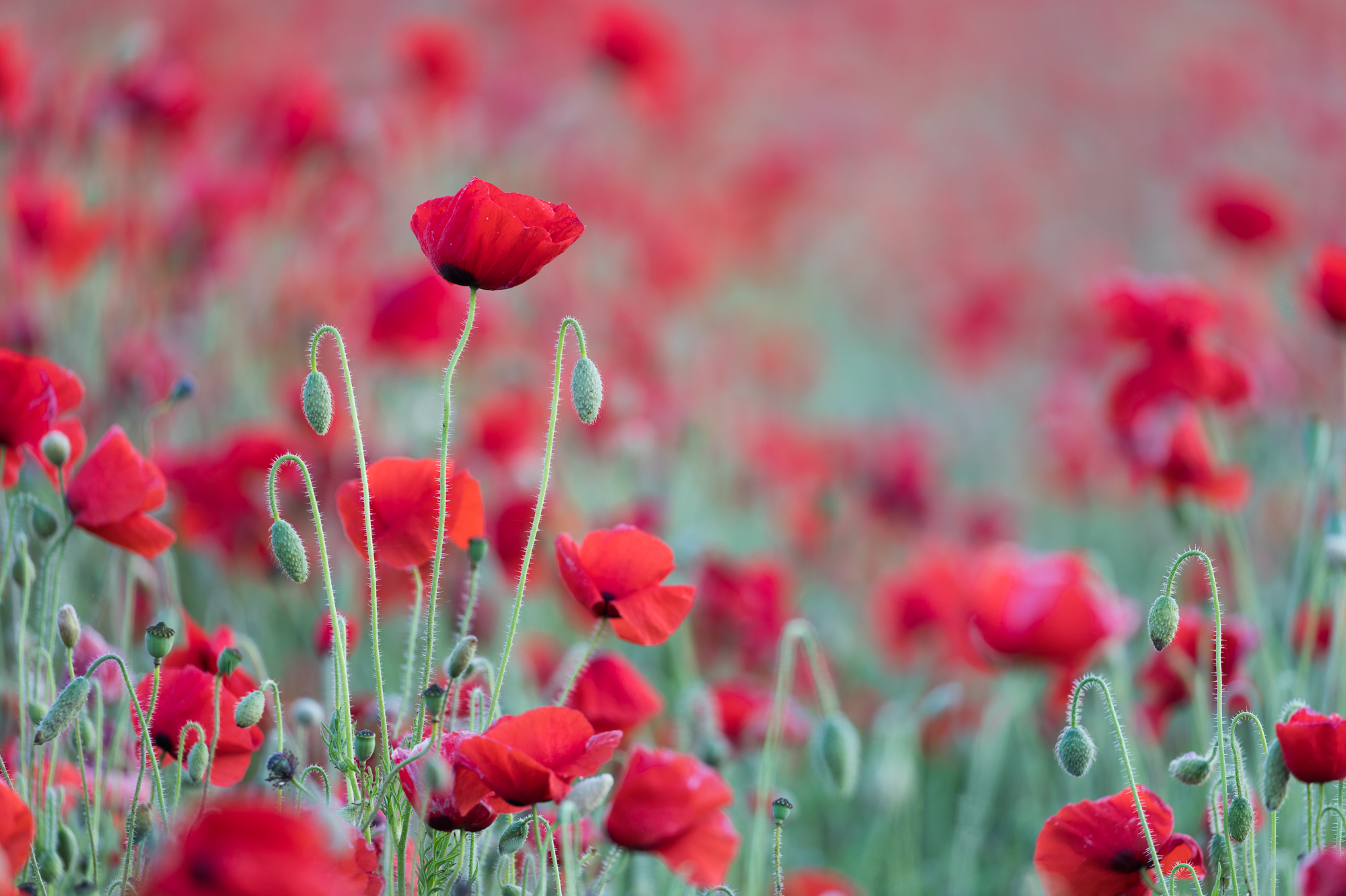 Poppies