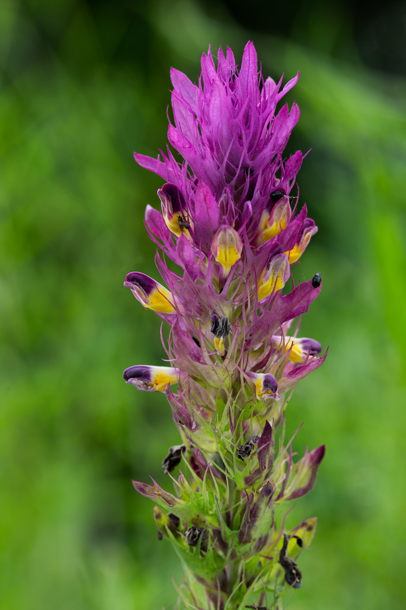 Field Cow-wheat or Melampyrum arvense