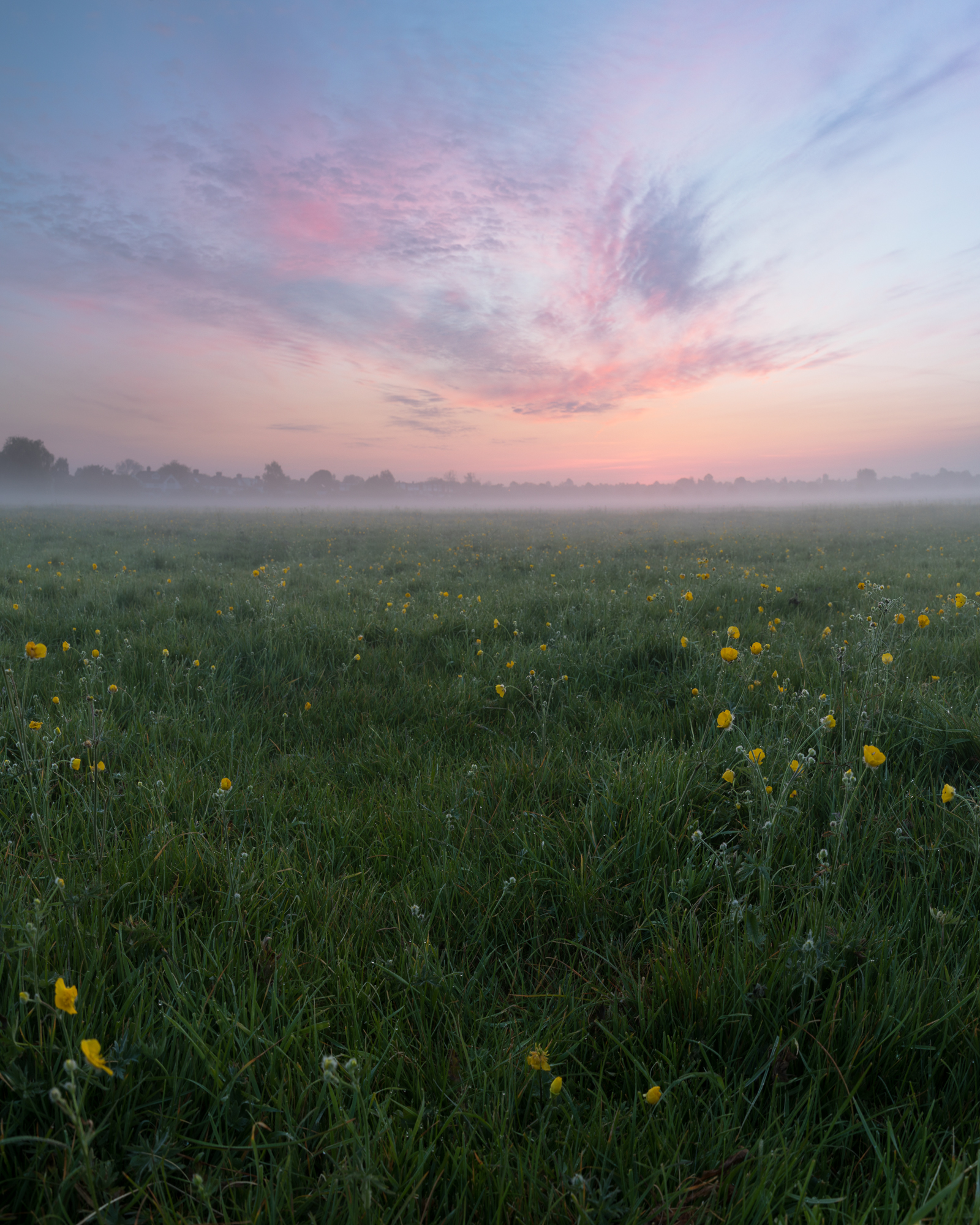 Early summer on Port Meadow