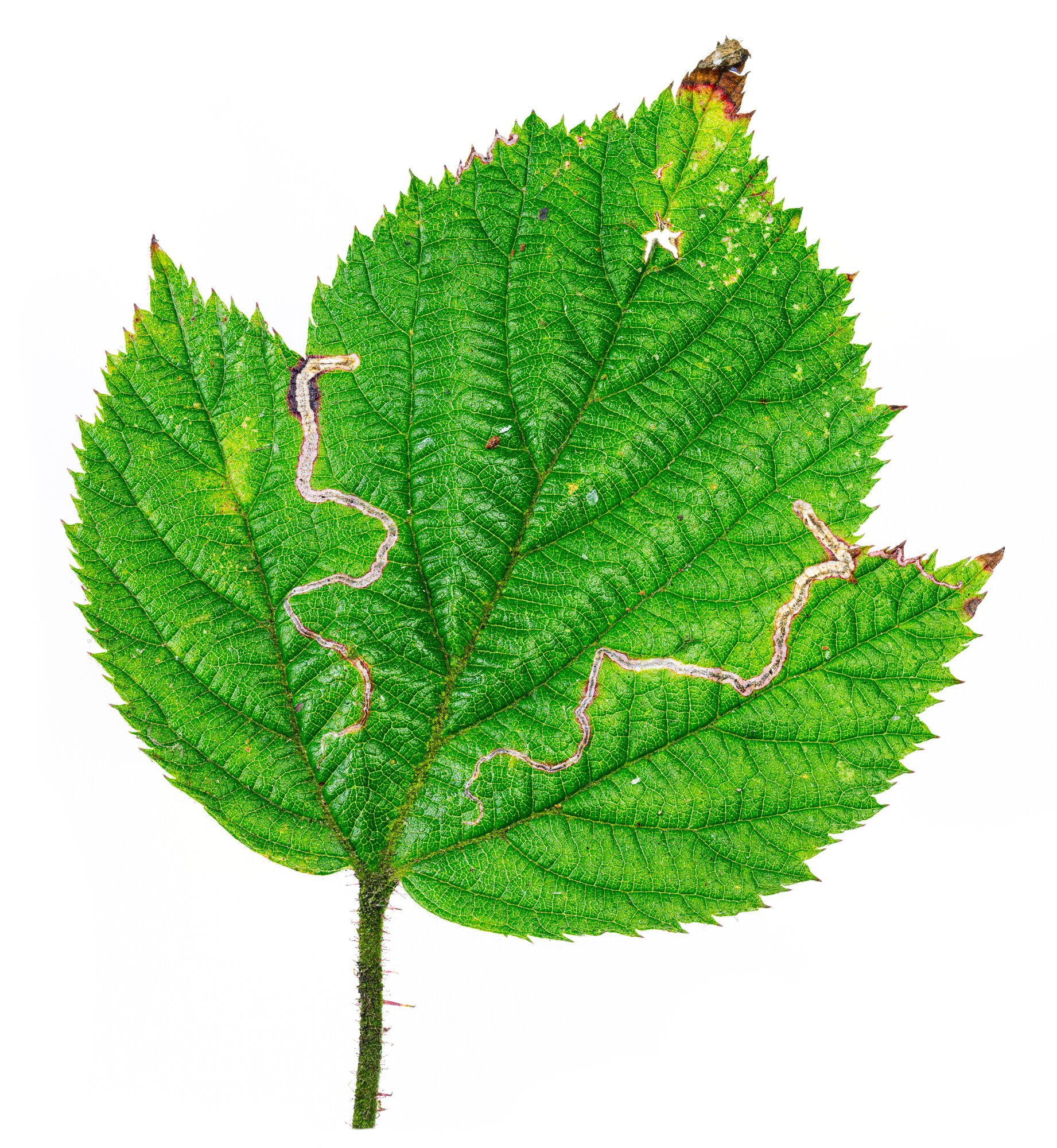A bramble leaf