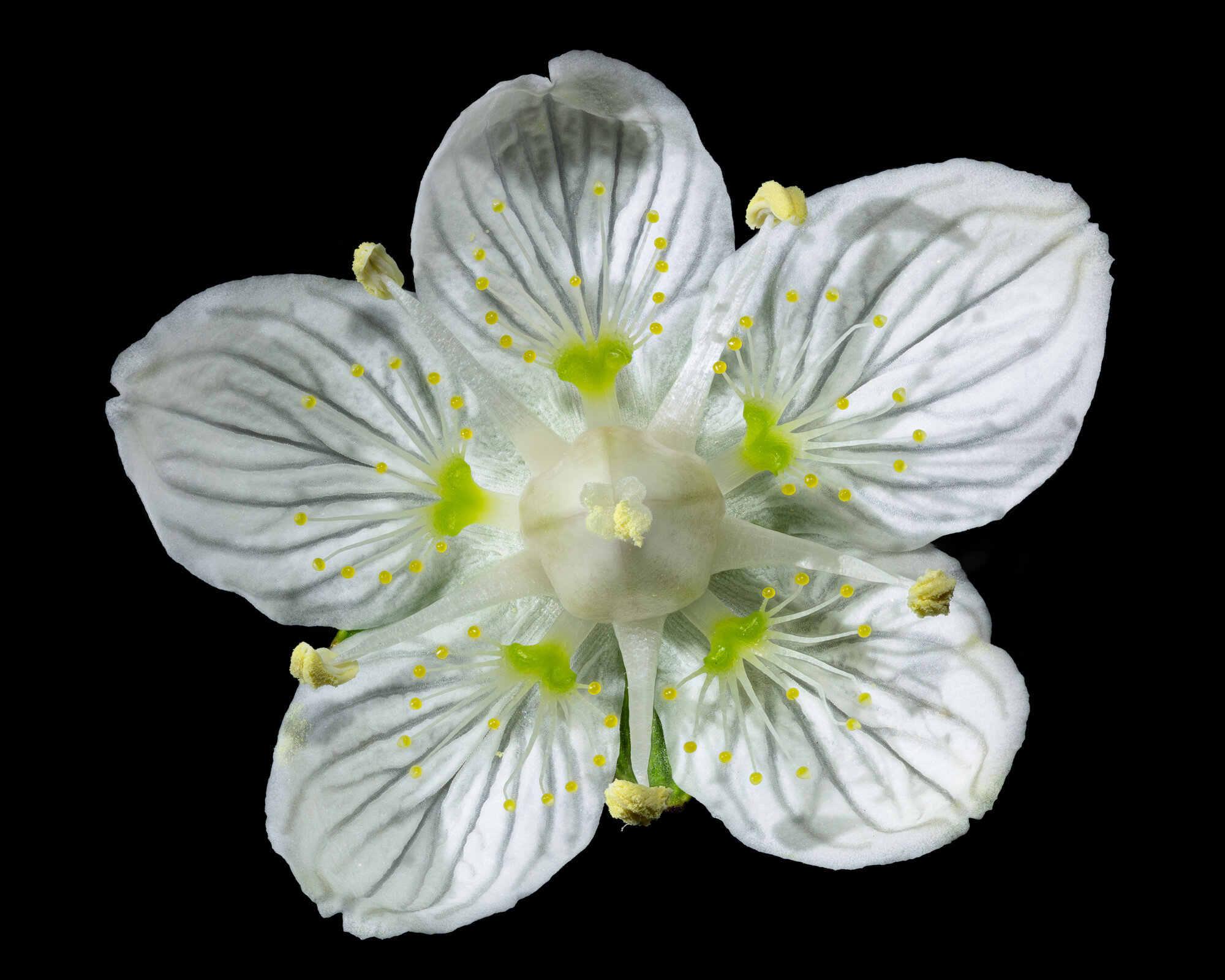 Grass of Parnassus or Parnassia palustris