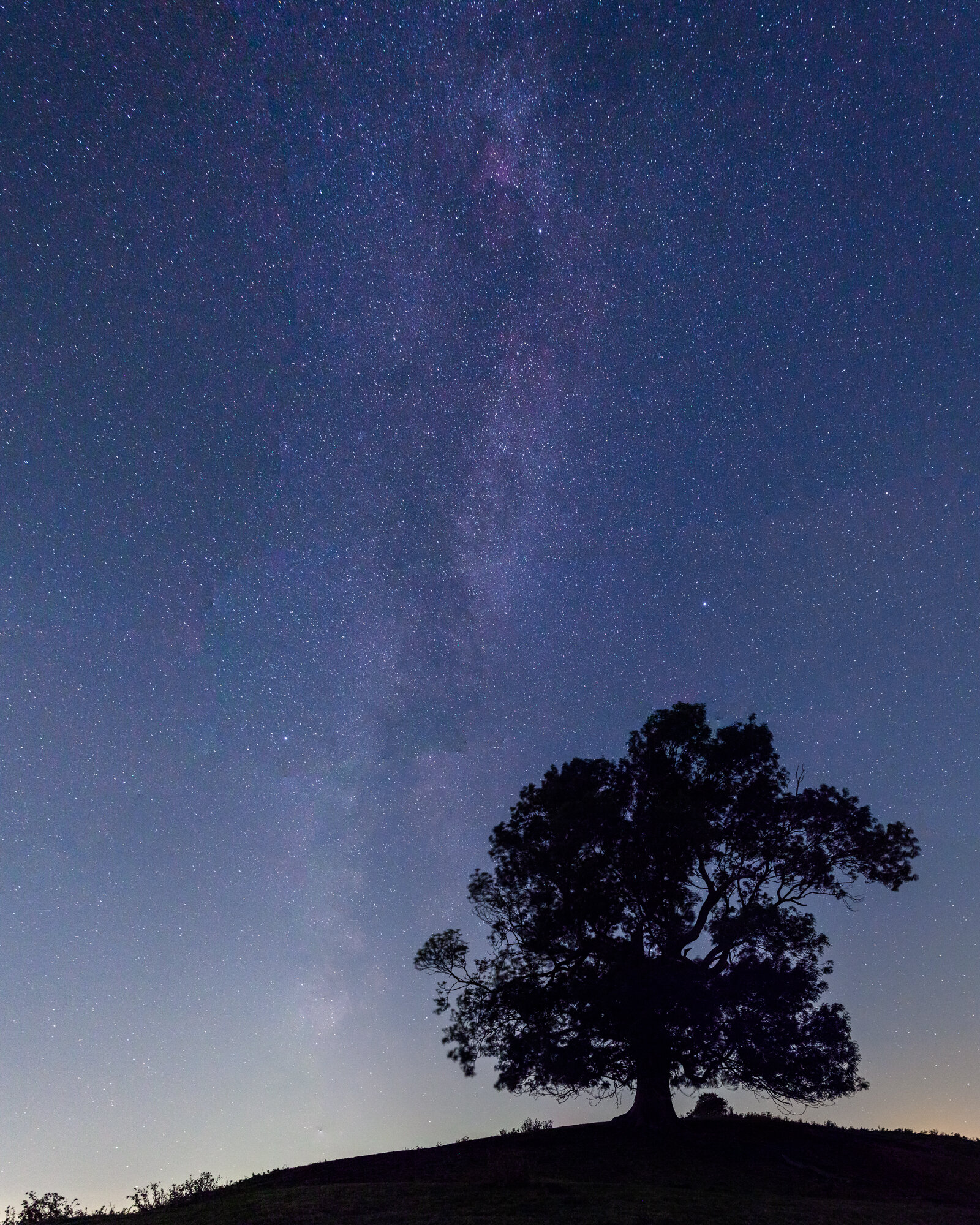 Hill, tree and Milky Way.