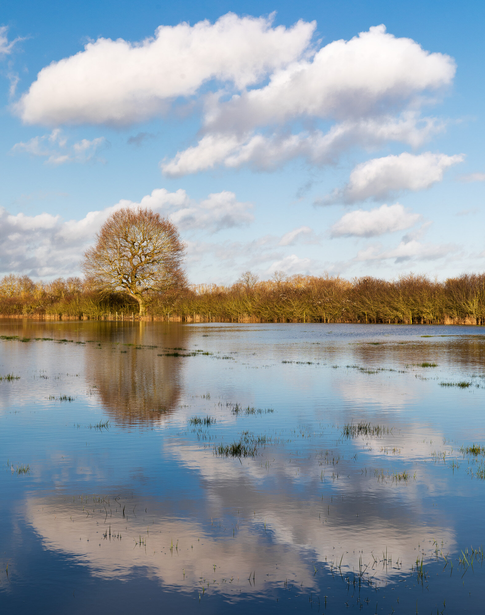 After recent rains some local fields were flooded so I donned my wellies and avoided the deepest parts of the ridge and furrow fields.