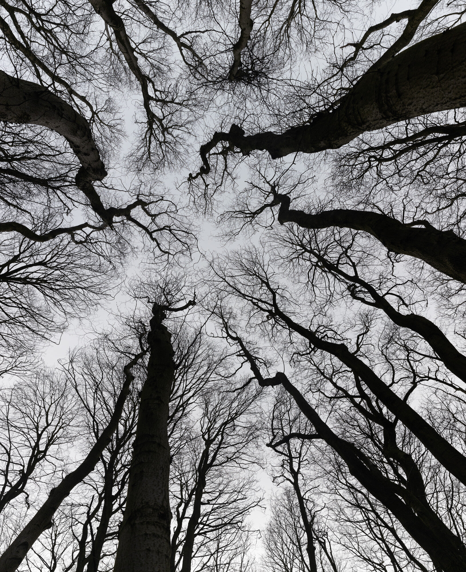 Hornbeam