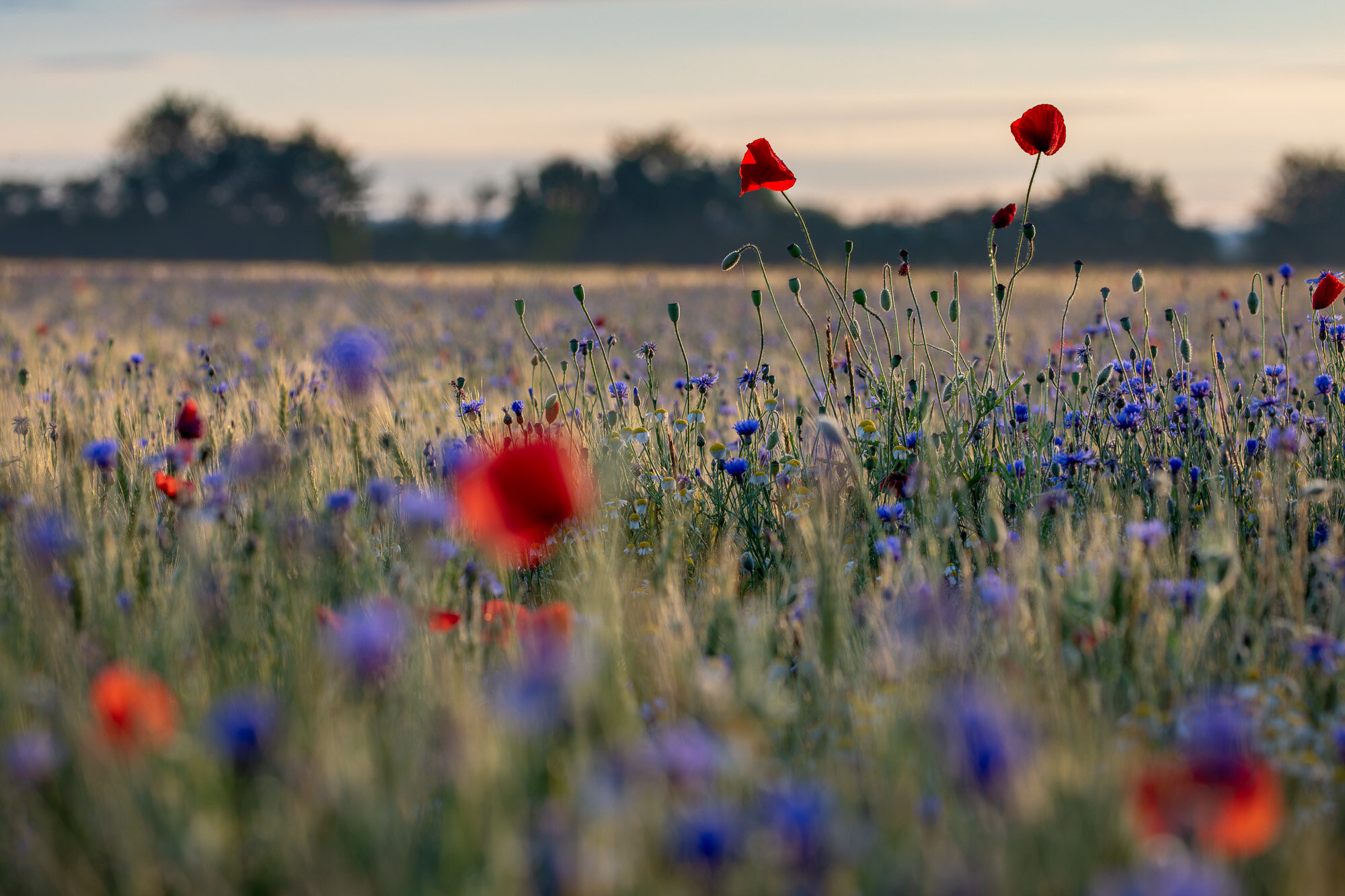 Poppies and Cornflowers in a wheat field