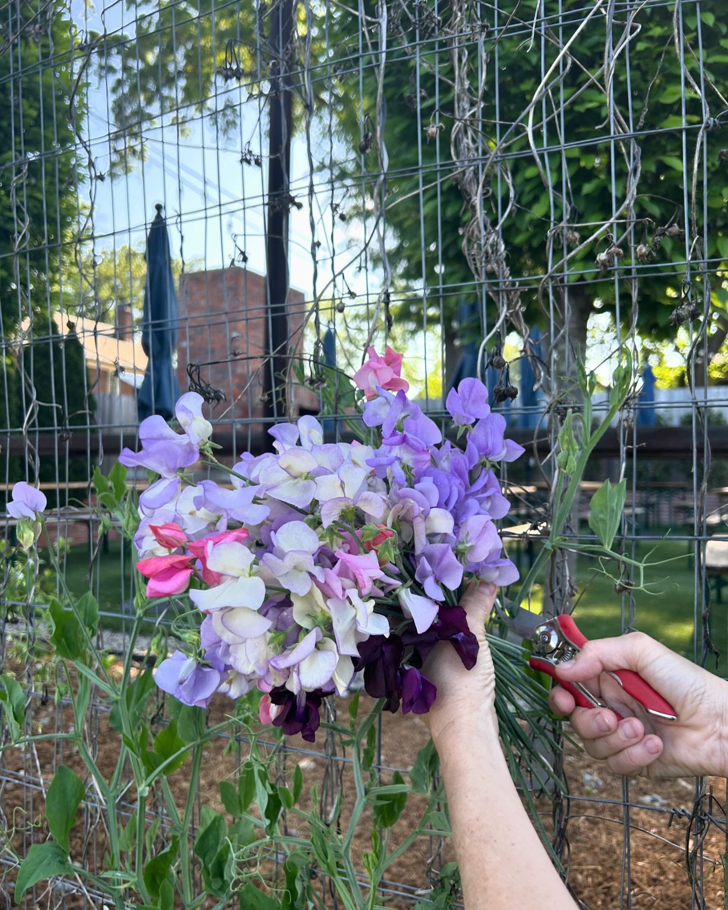 Sharing more farm beauty. Look for multi-colored sweet peas in our spring bouquets. They look and smell fabulous! 💐

#farmflowers #weeklyfarmstand #digwhereyoulive