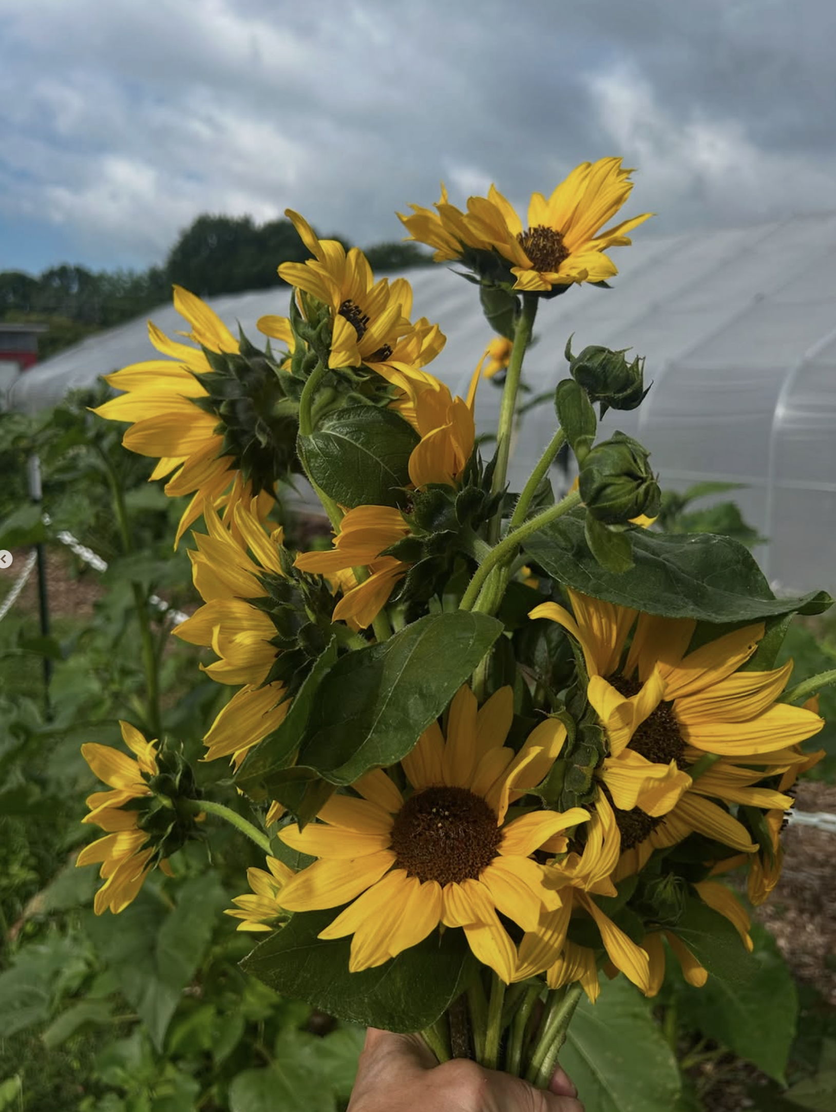 raleigh city farm flower bouquet 2.png