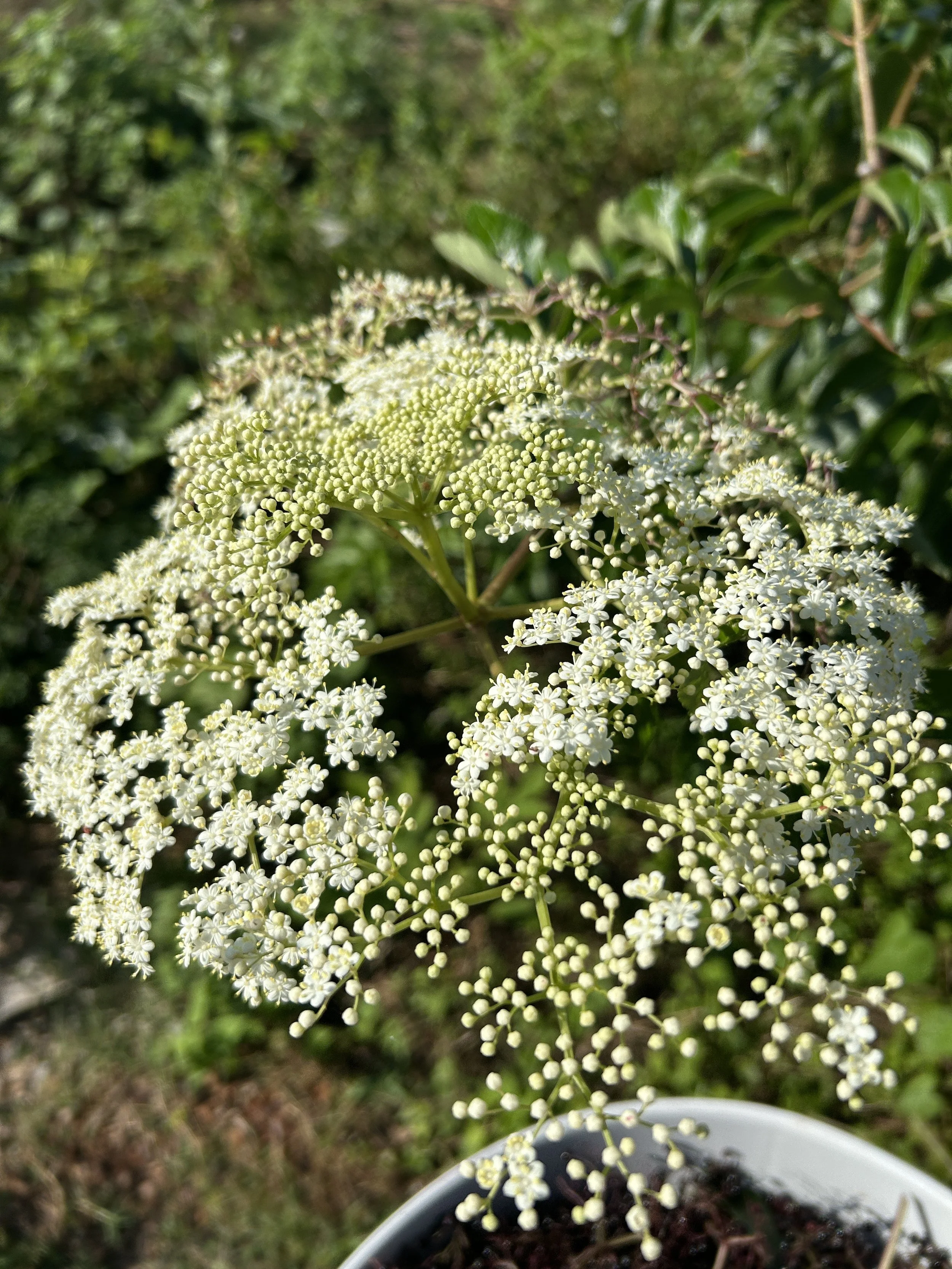 raleigh city farm elderberries 2.jpeg