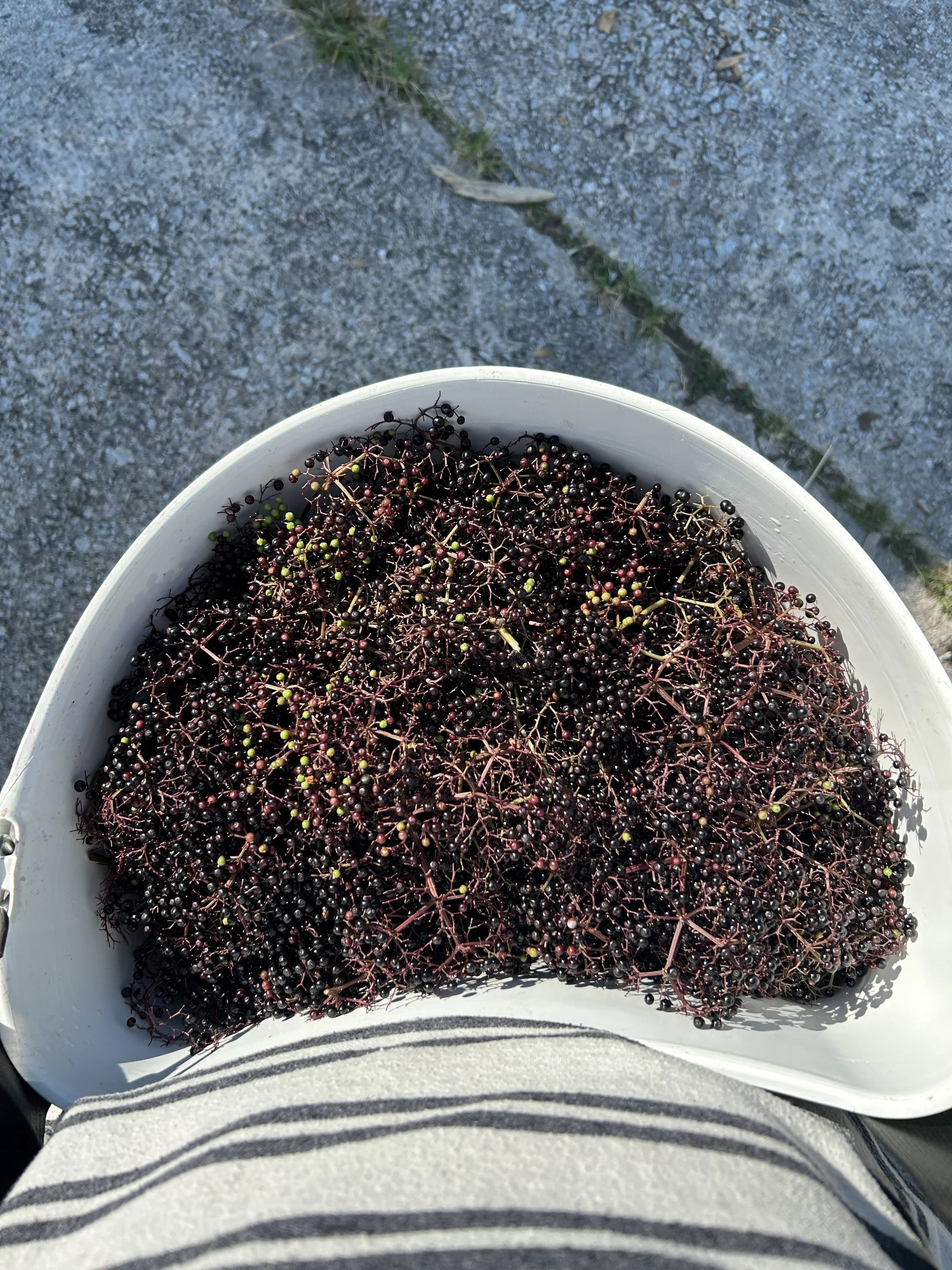 raleigh city farm elderberries 4.jpeg
