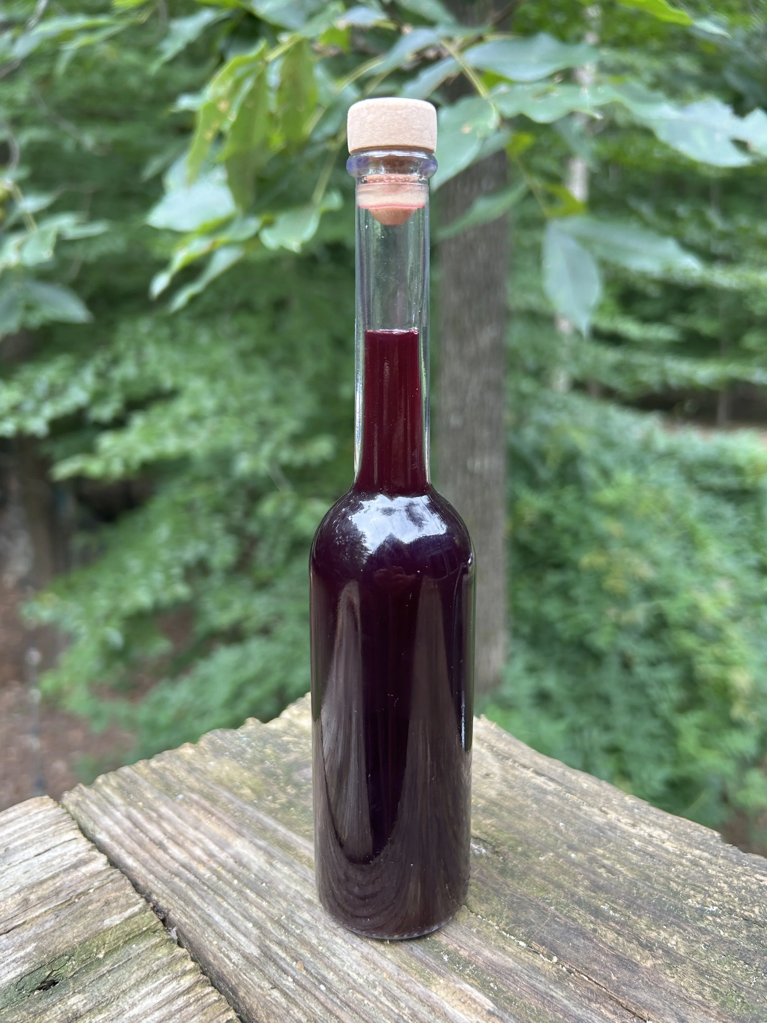 raleigh city farm elderberries 6.jpeg