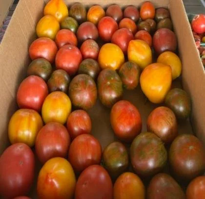 raleigh city farm 2025 year in review 7.jpg