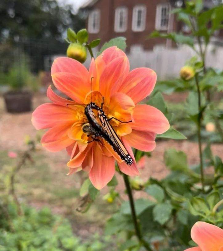 raleigh city farm 2025 year in review 34.jpg