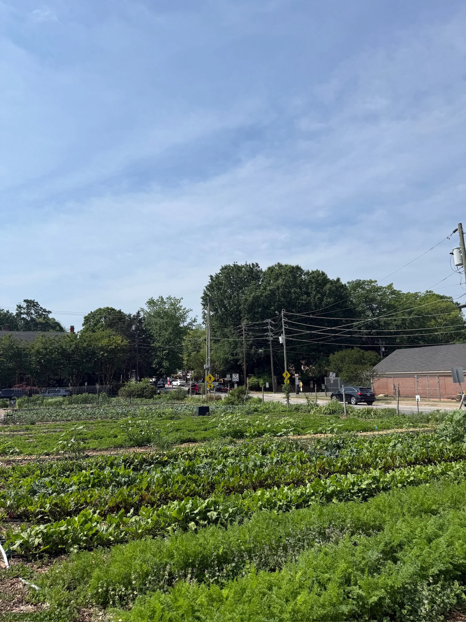 raleigh city farm bearthday 2026 6.JPG