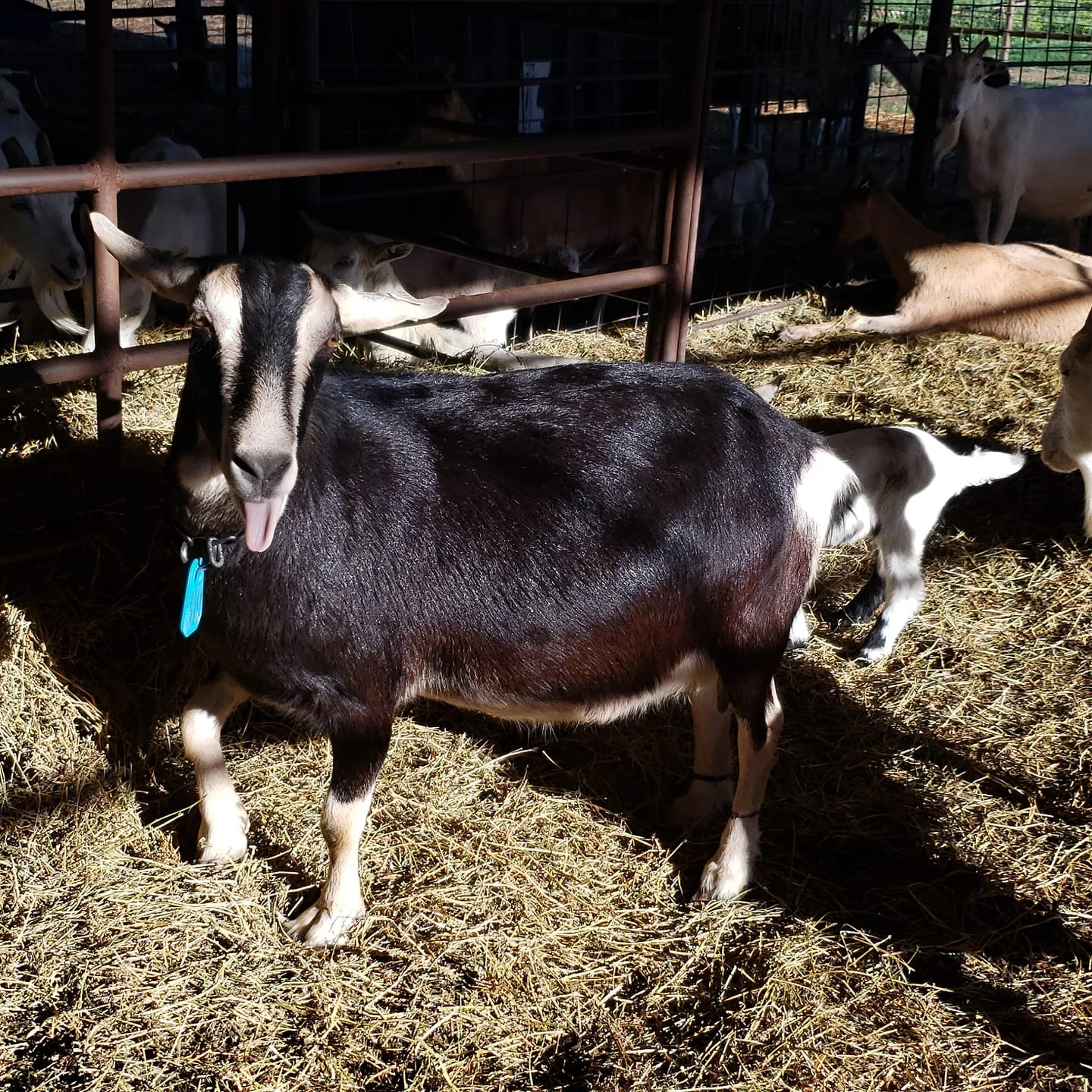 goats1.jpg