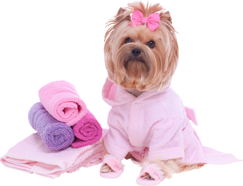 dog grooming png