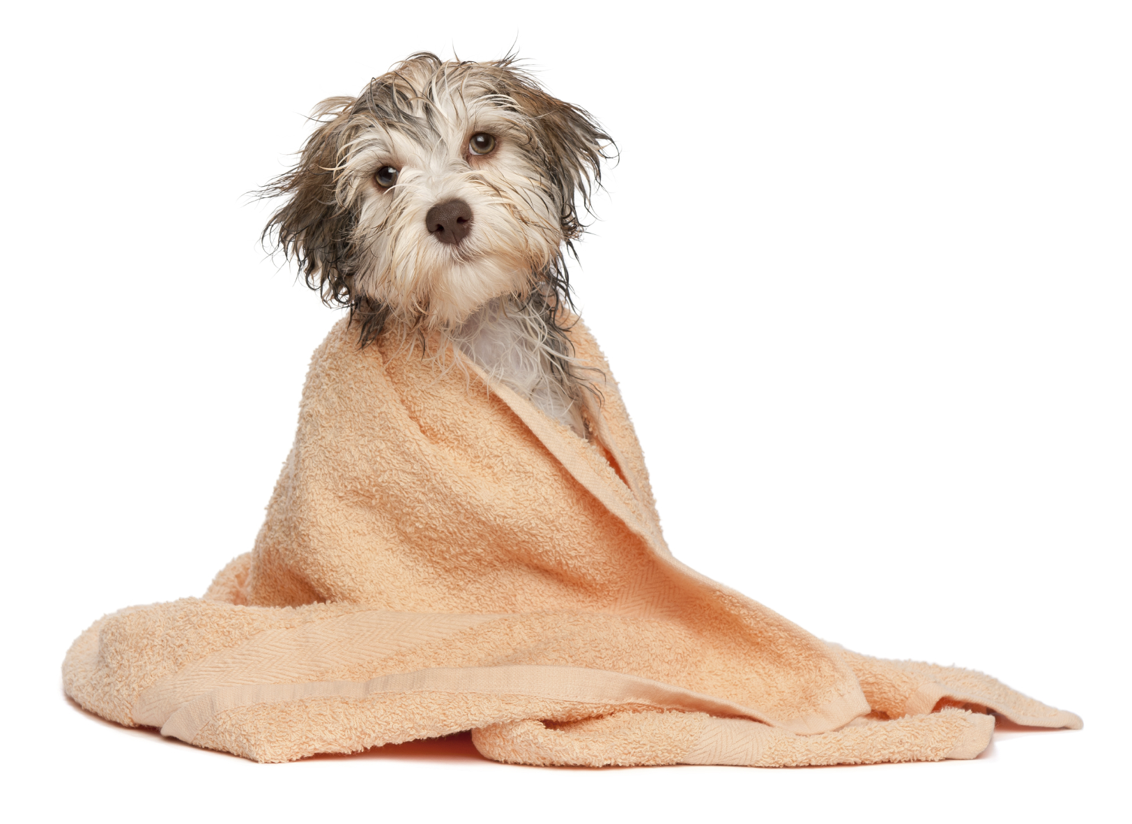 dog bath png