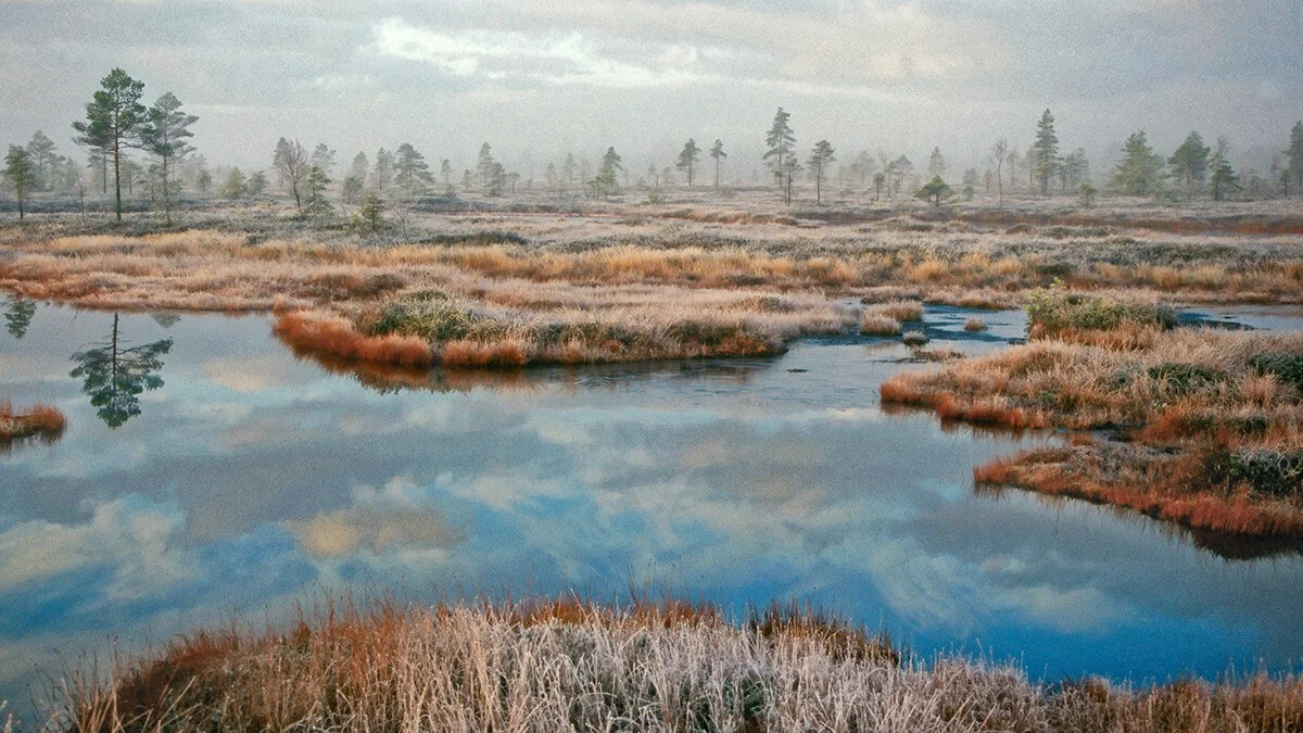 37_Winter bog_Arne Ader_11287074.jpg