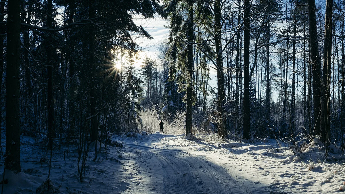 50_Winter Forest_Johannes Arro_20696923.jpg