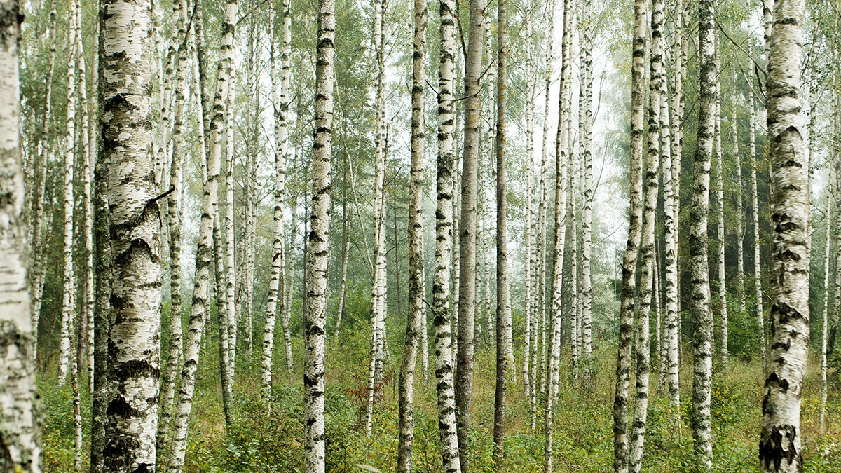 2524_Birch forest_Karl Ander Adami_17765015.jpg