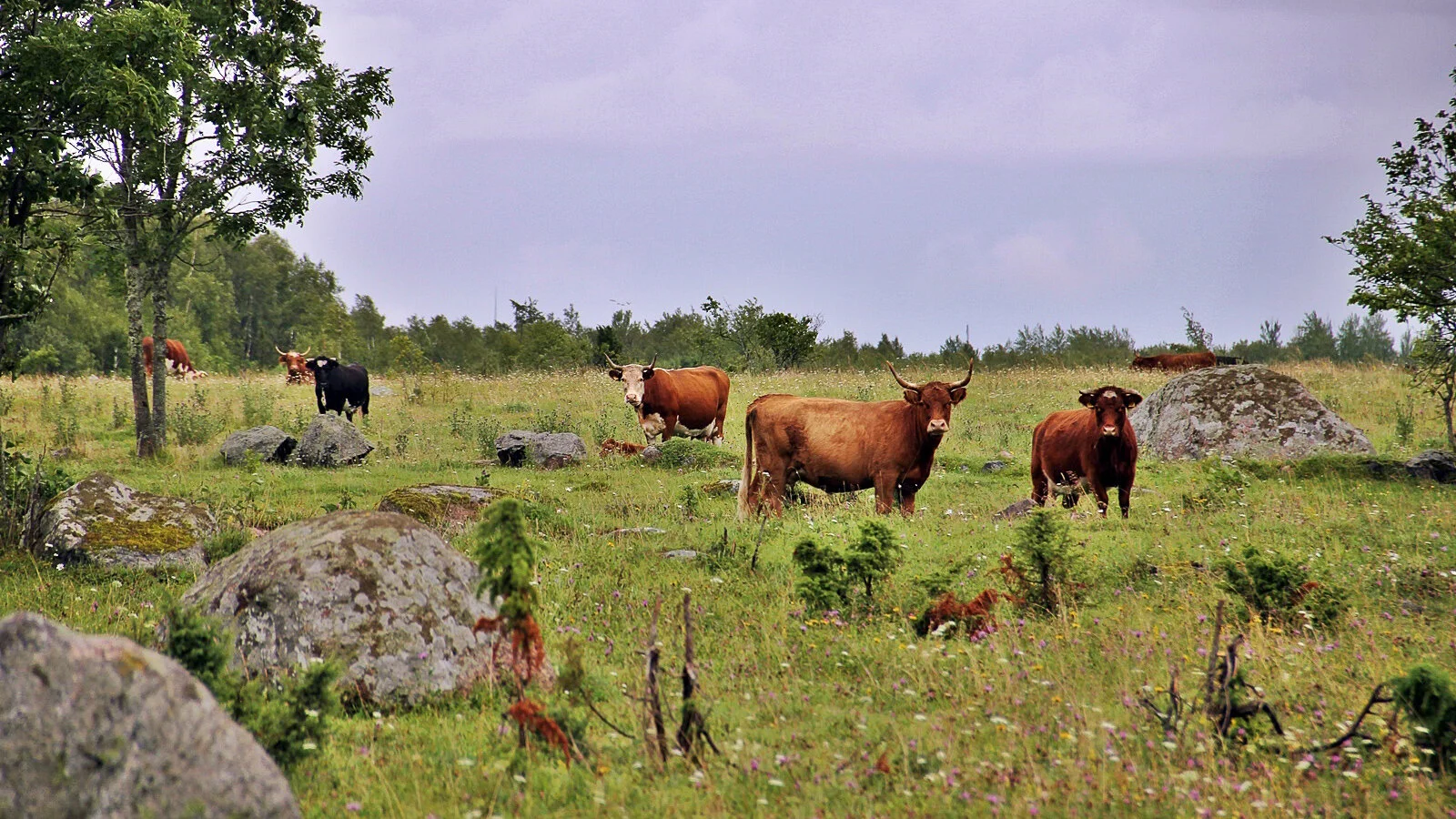602_Bulls_Marleen Valdmaa_787776.jpg