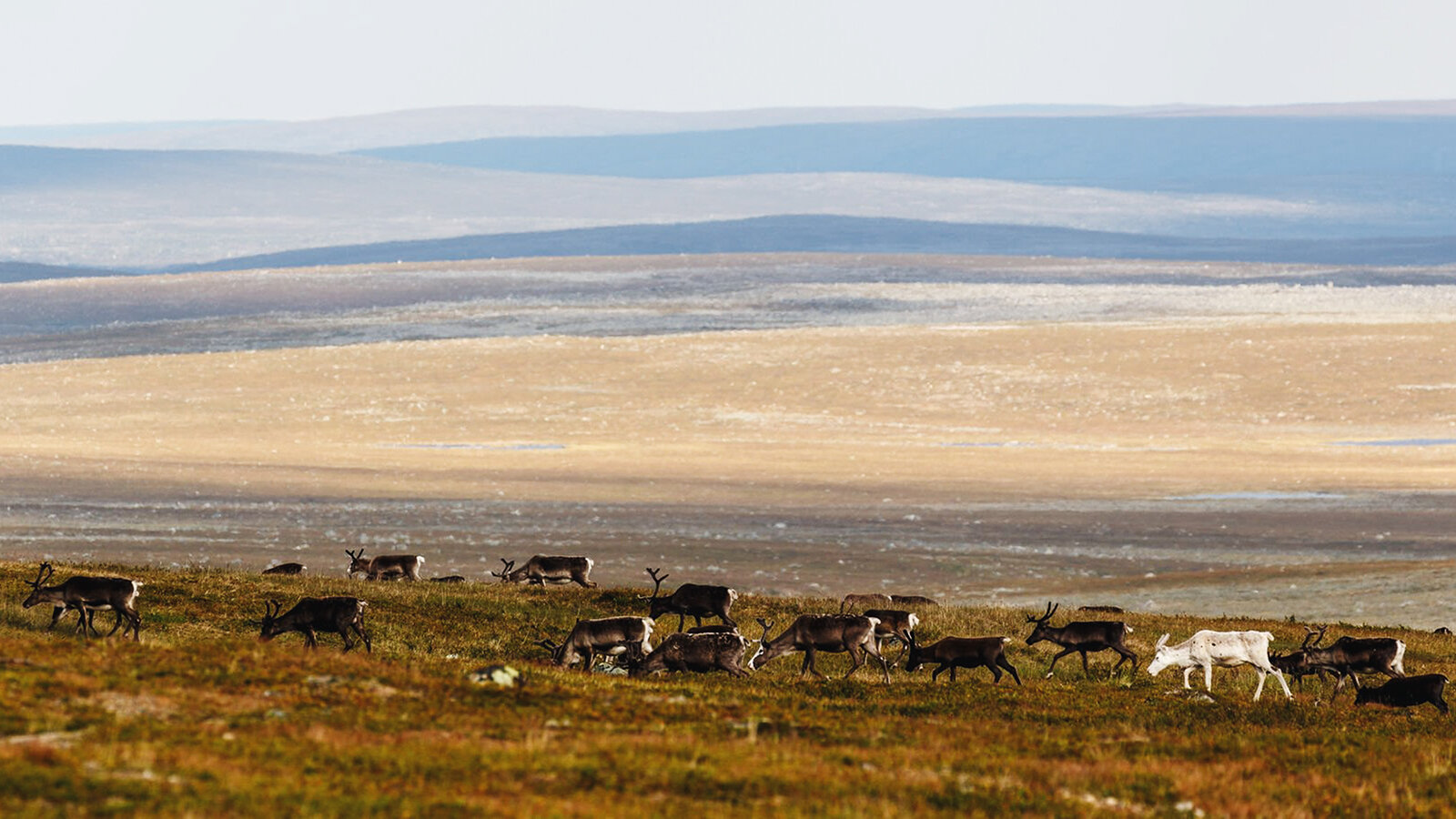 Lapland-37.jpg