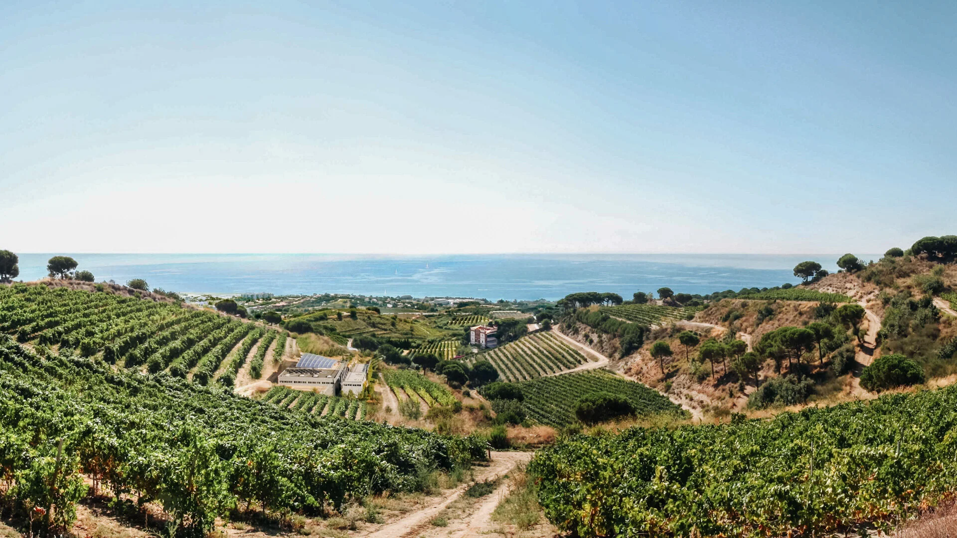 WinePalms-1.jpg