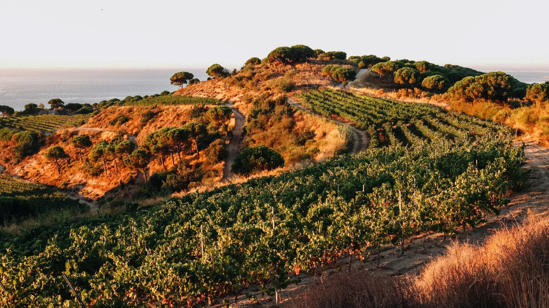 WinePalms-3.jpg
