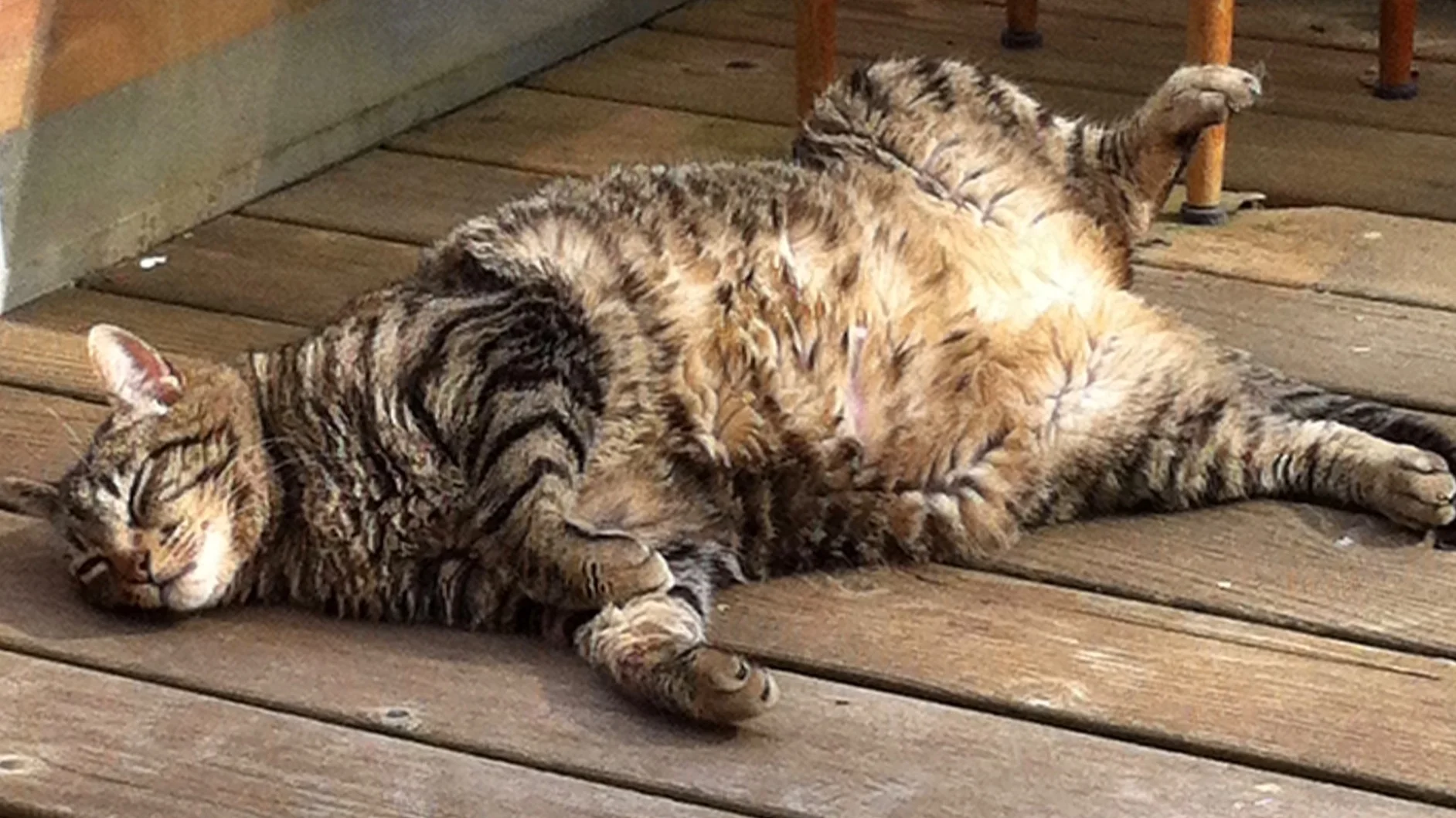 My beloved boy, Arnie, lounging outside. You can relax just like my pal did. I’ll take good care with your work.