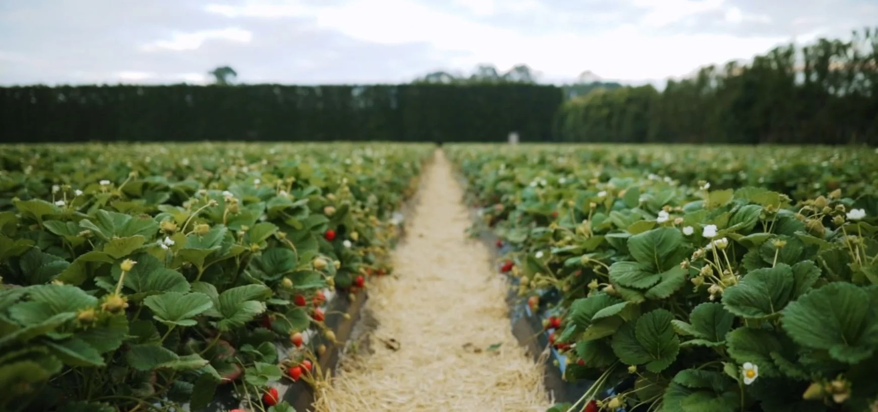 Still 3 berries from video.JPG