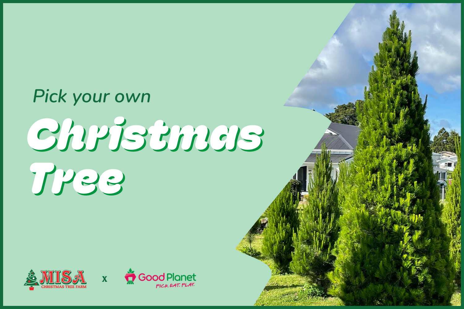 Pick Your Own Christmas Tree