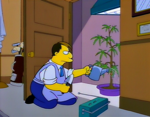 The Mayor Of Springfield grows how own cannabis.