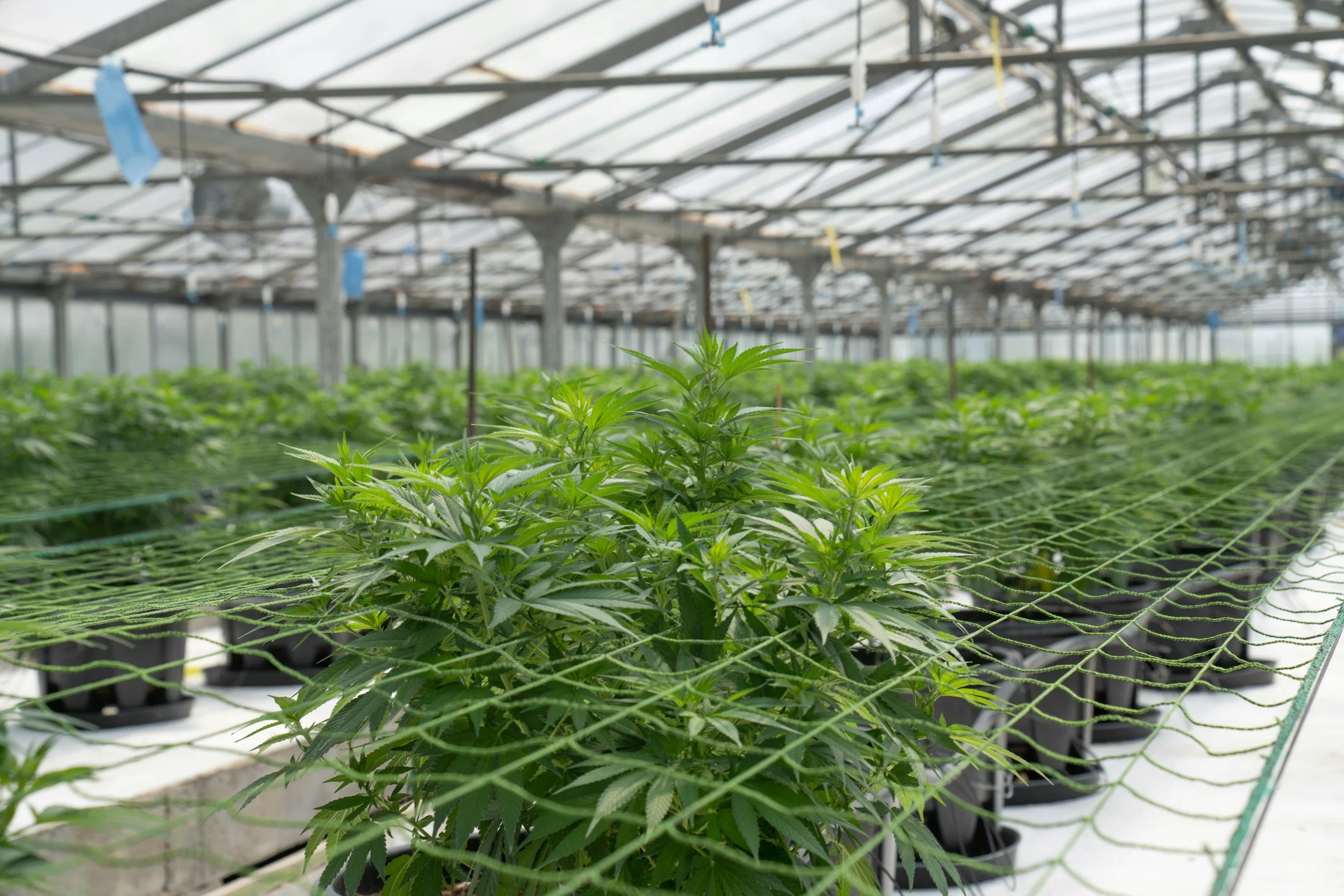 Time 4 A Global Hemp Boom