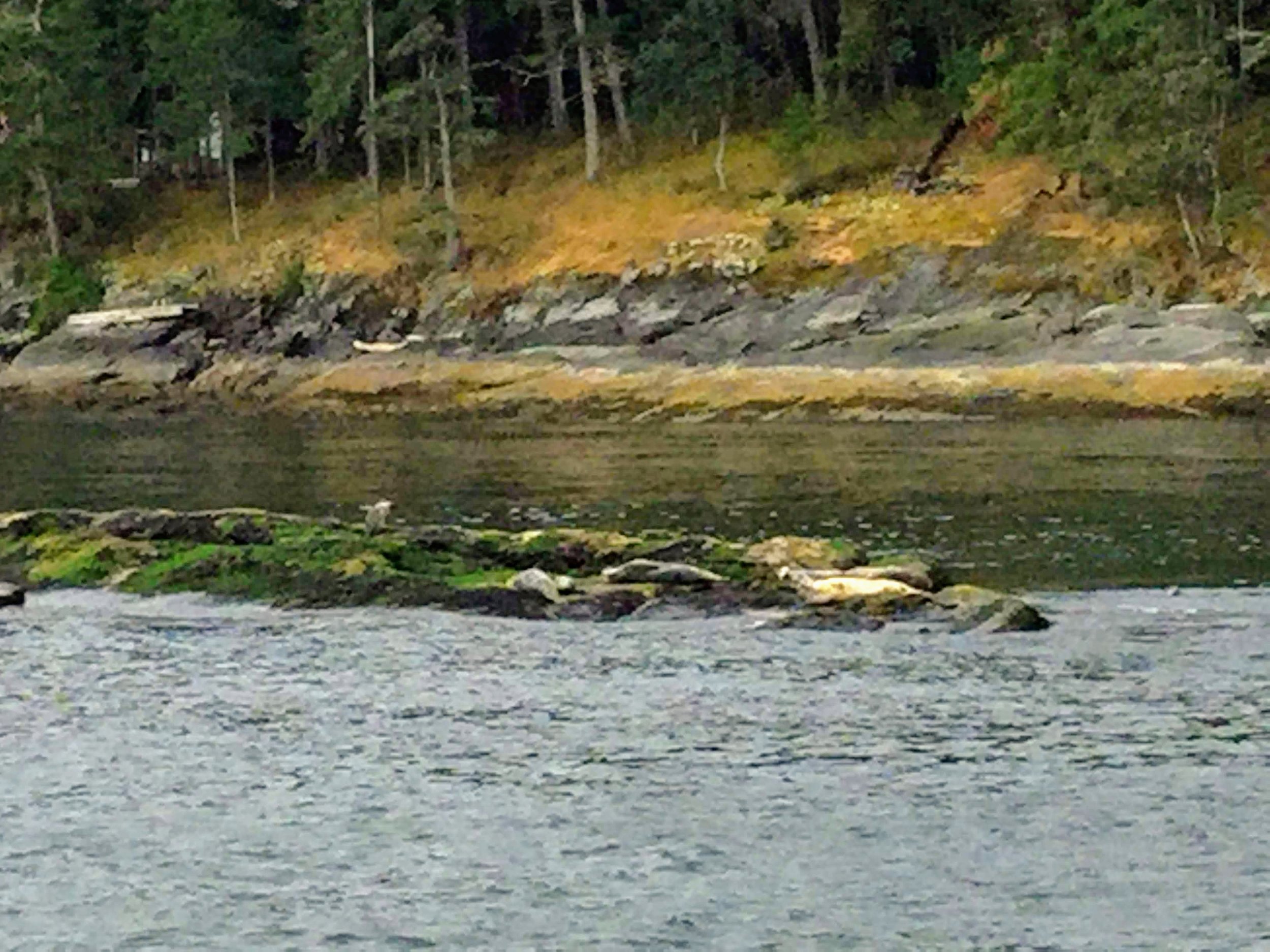Seals on a Rock
