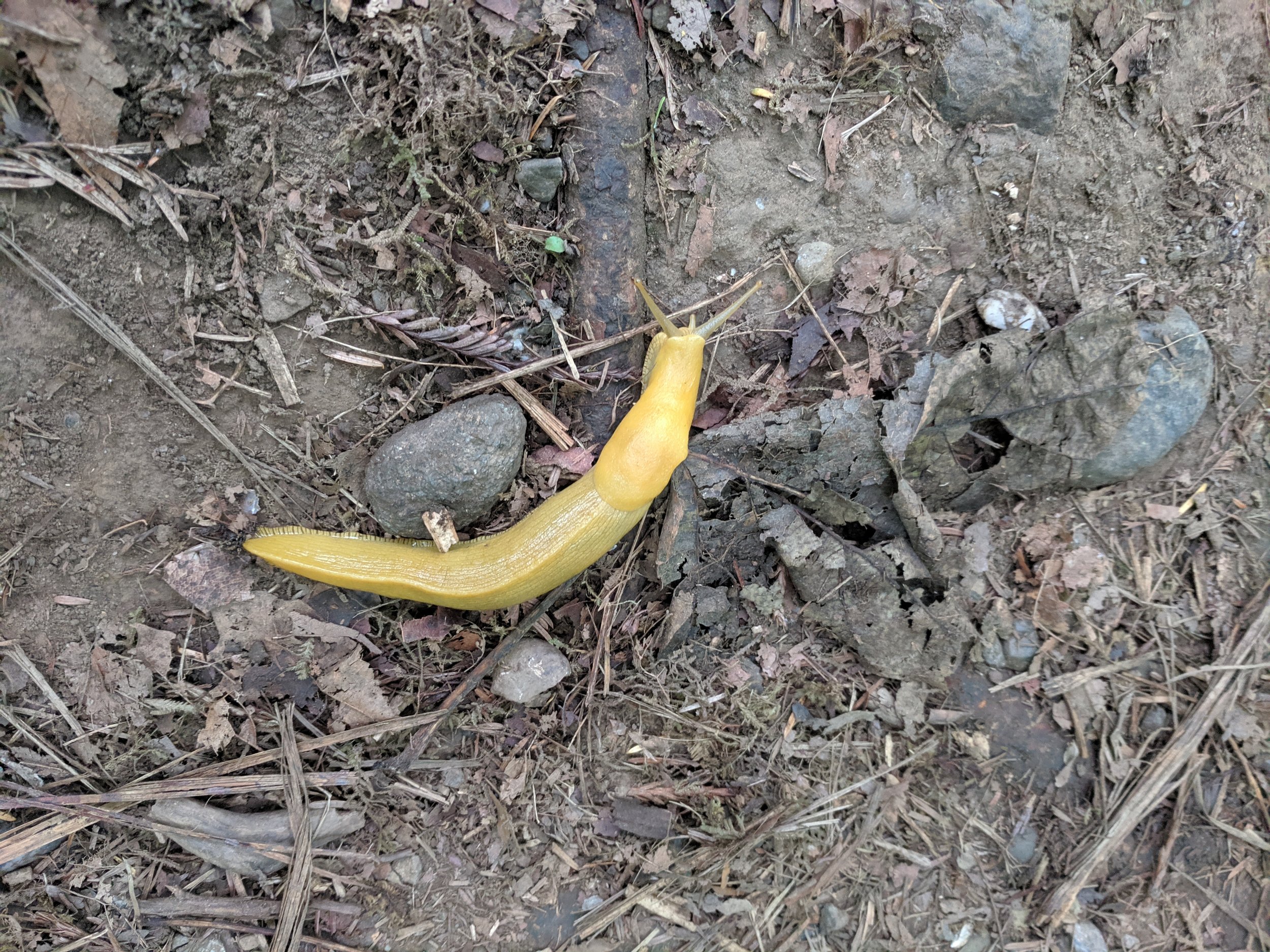  Banana Slug 