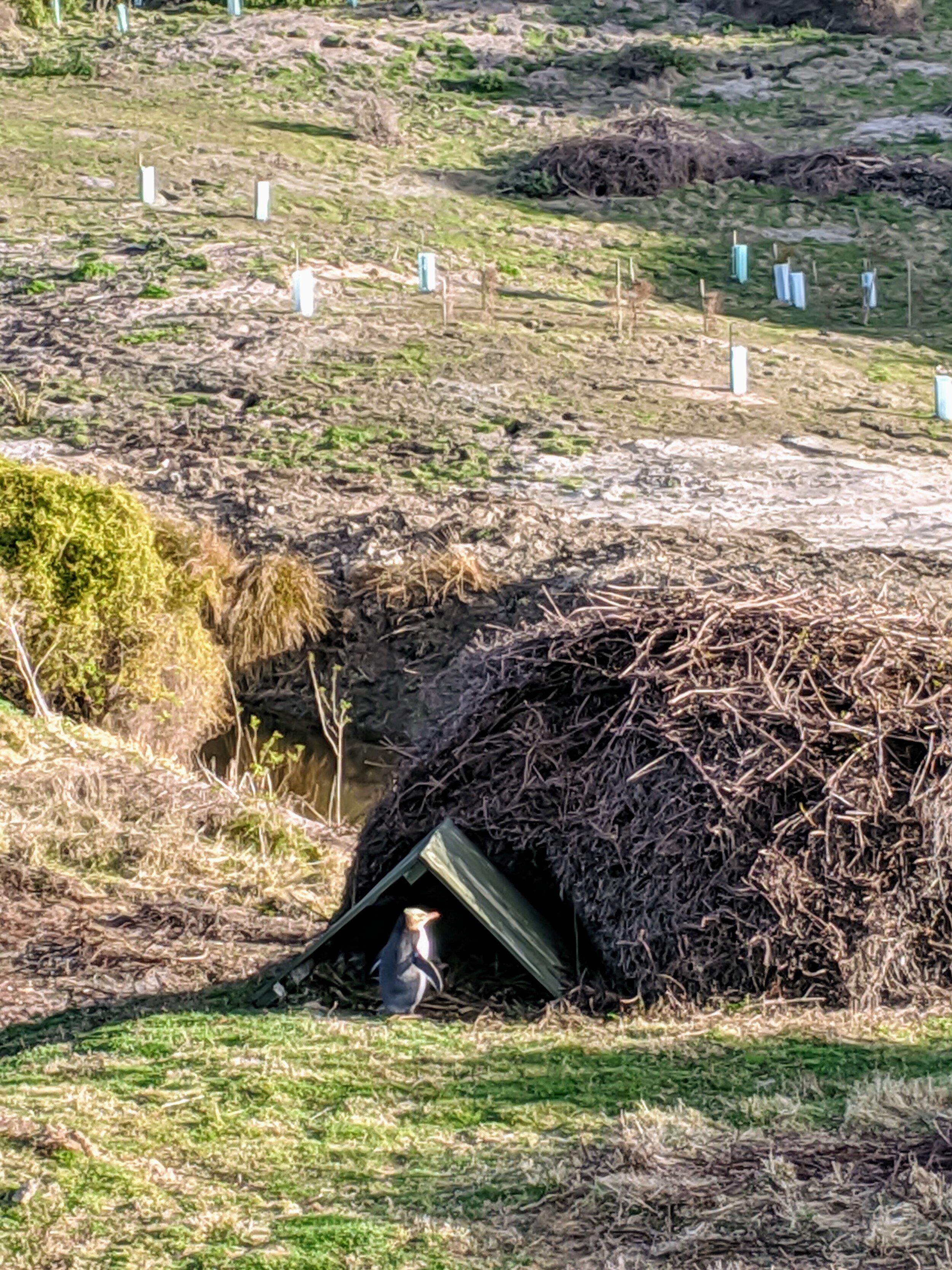  Male yellow-eyed penguin standing guard outside a nesting hut while his mate rests inside. 
