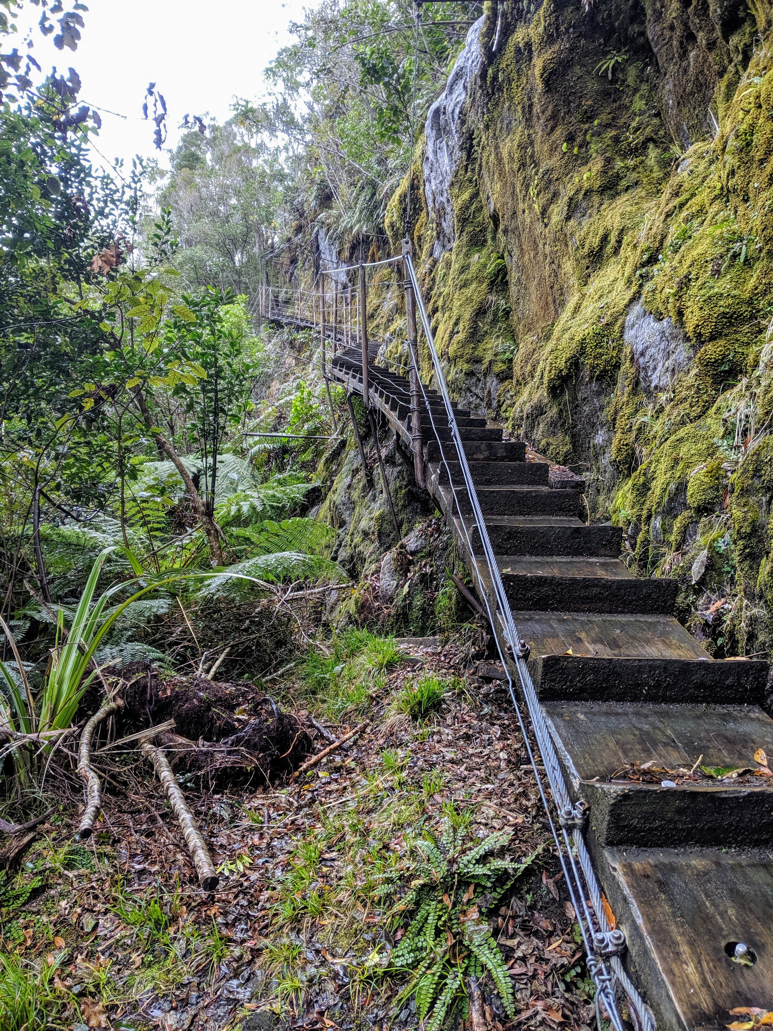  Wooden stairs on side of ravine on Roberts Point Track. 