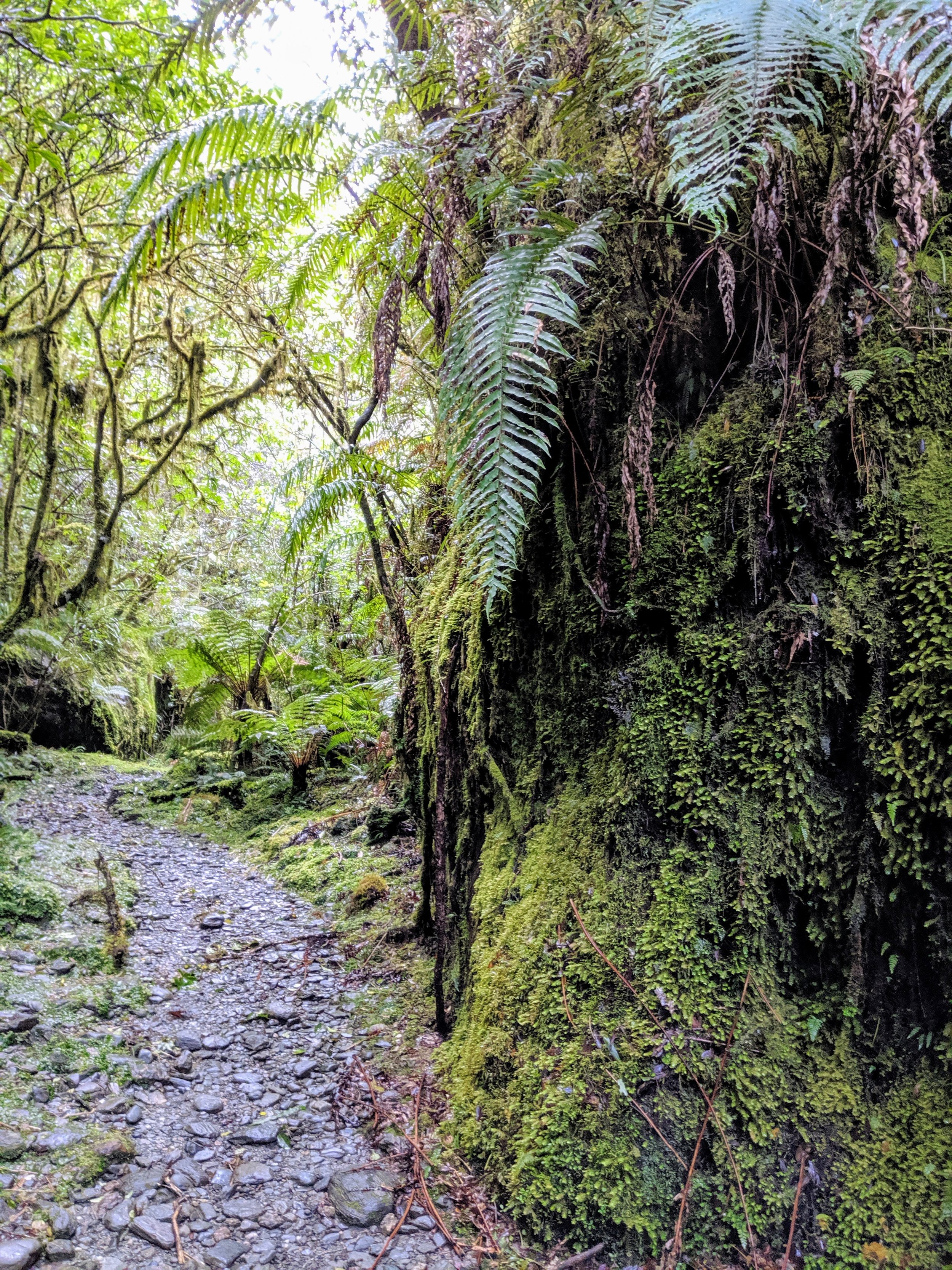  Alpine rainforest at beginning of Roberts Point Track. 