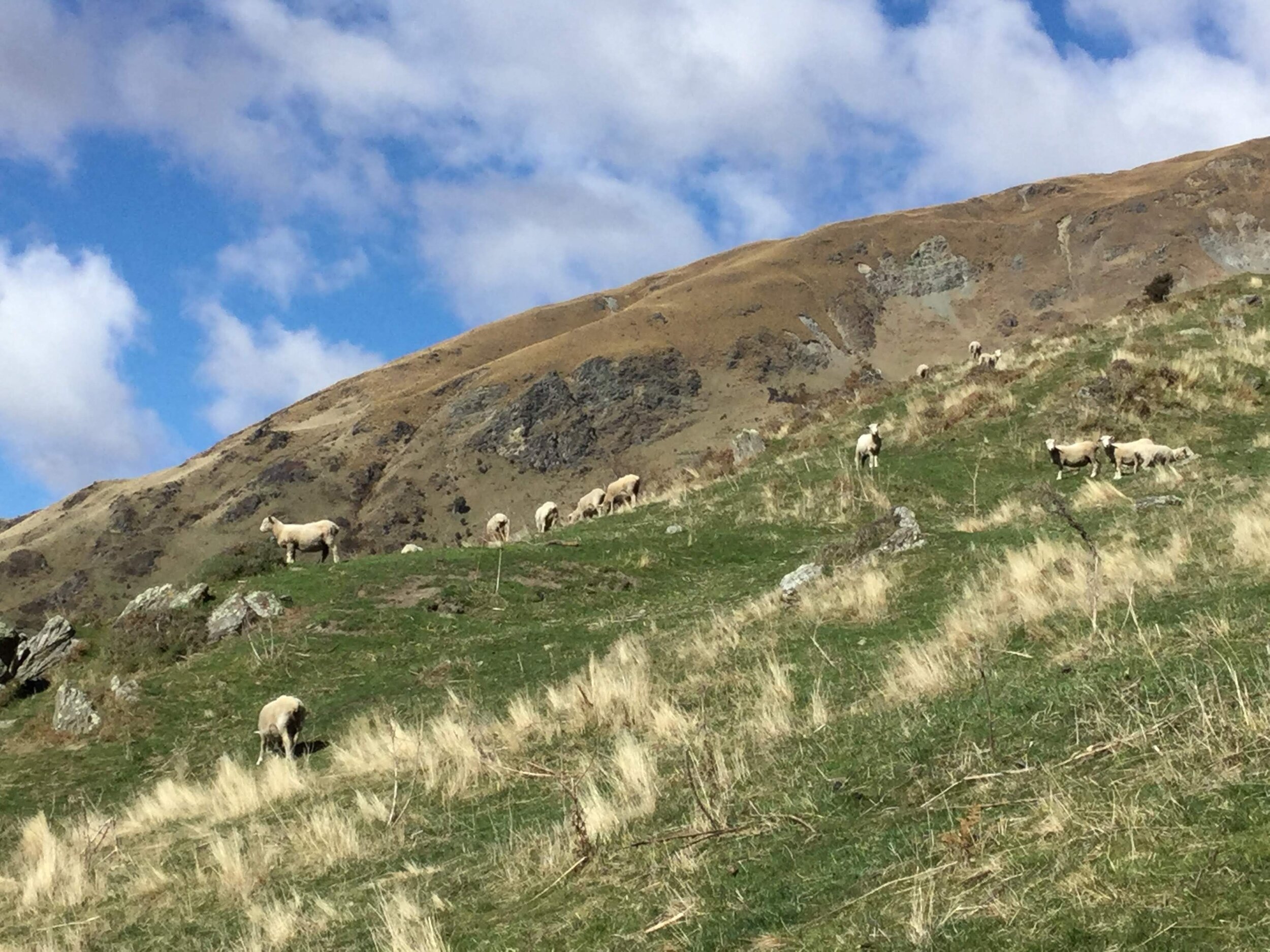 Sheep on the Lower Slopes of Roy's Peak